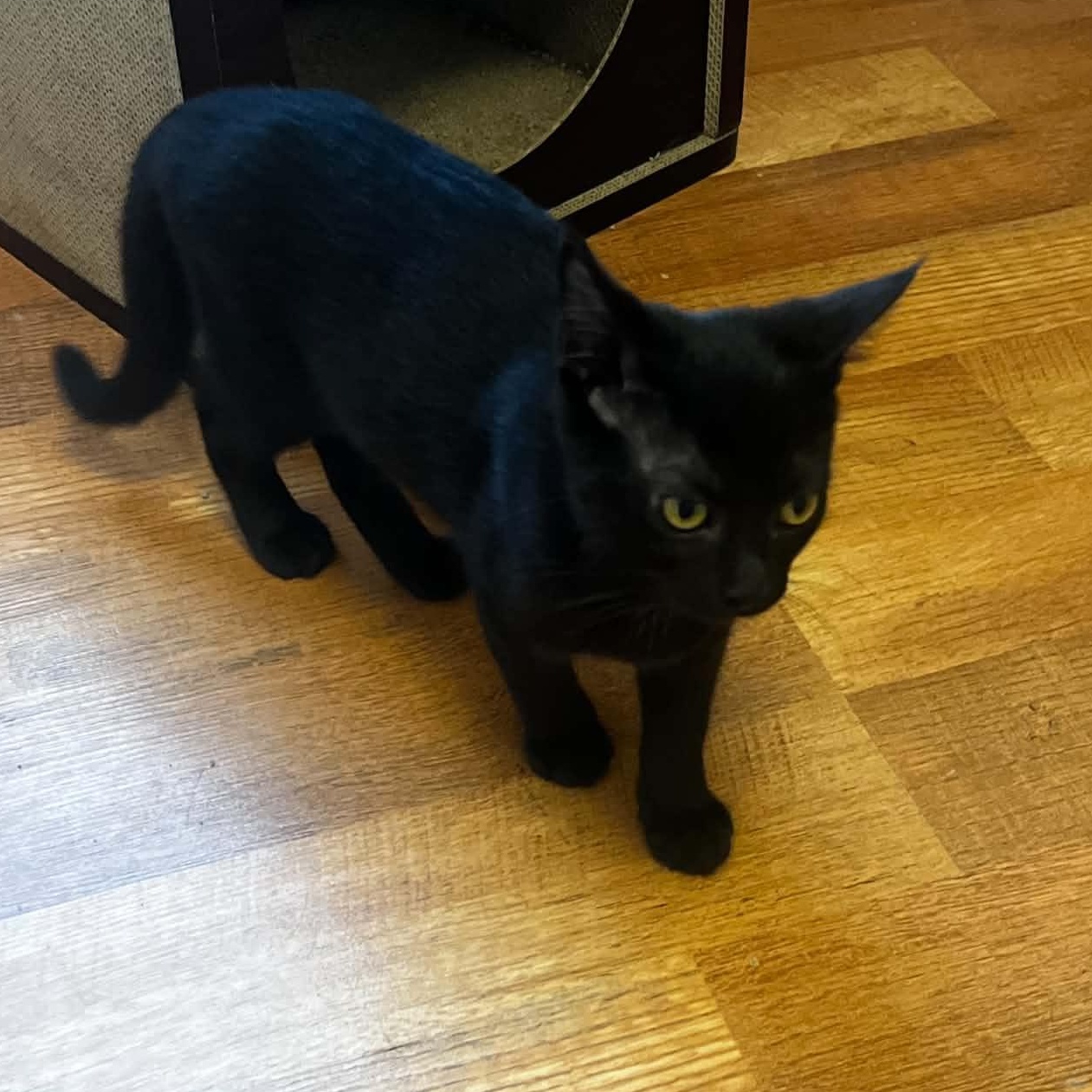 Enlarge Ash, a ADOPTABLE Domestic Short Hair in Sewell, NJ image 1/1