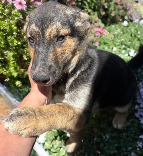 Sugar Honey Ice Tea, ADOPTABLE, Puppy Female Dutch Shepherd.