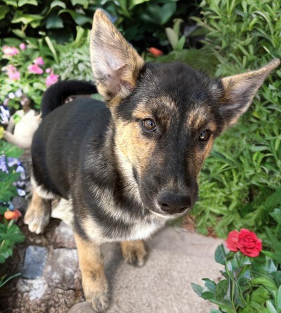Sugar Honey Ice Tea, Adoptable, Puppy Female Dutch Shepherd.