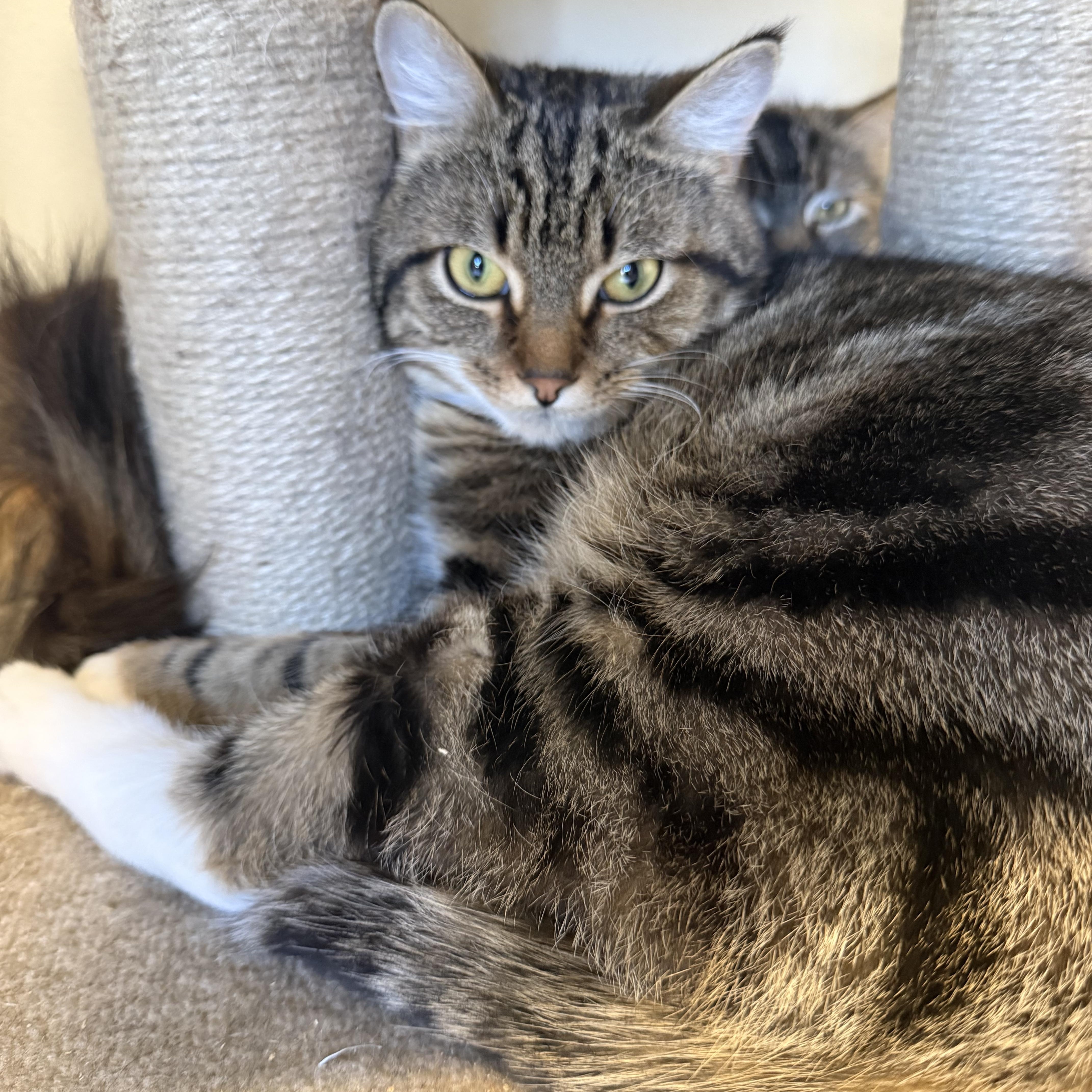 Nutmeg, an adopted Domestic Short Hair in North Haven, CT image 2/5