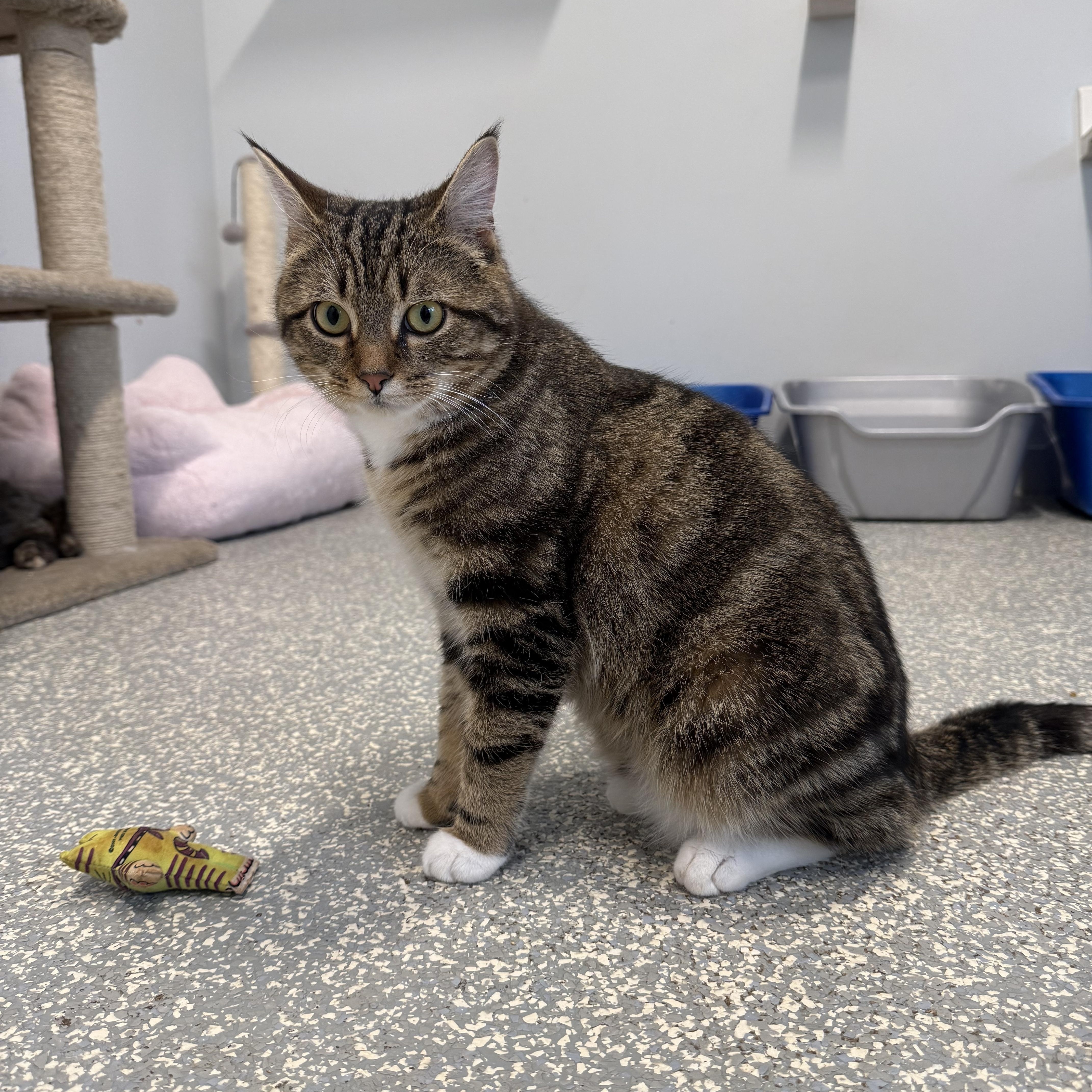 Nutmeg, adopted, Kitten Male Domestic Short Hair.