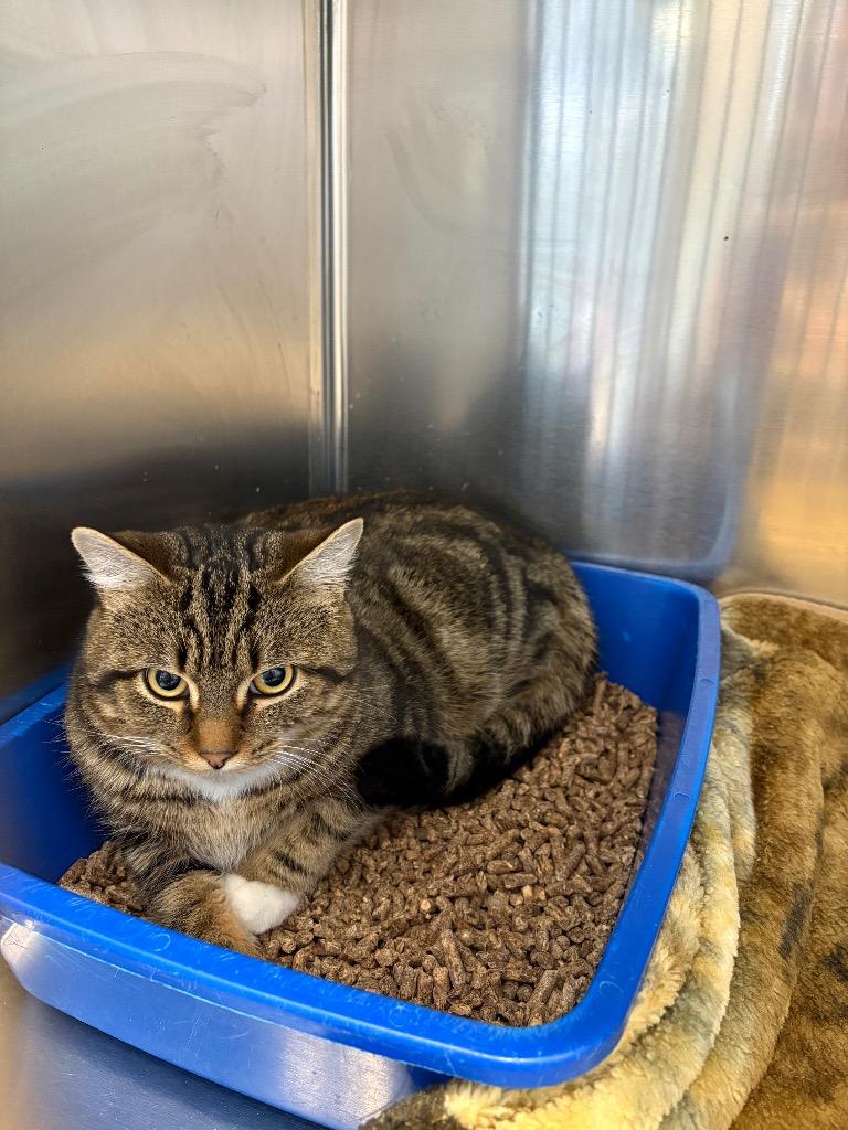 Nutmeg, an adopted Domestic Short Hair in North Haven, CT image 3/5