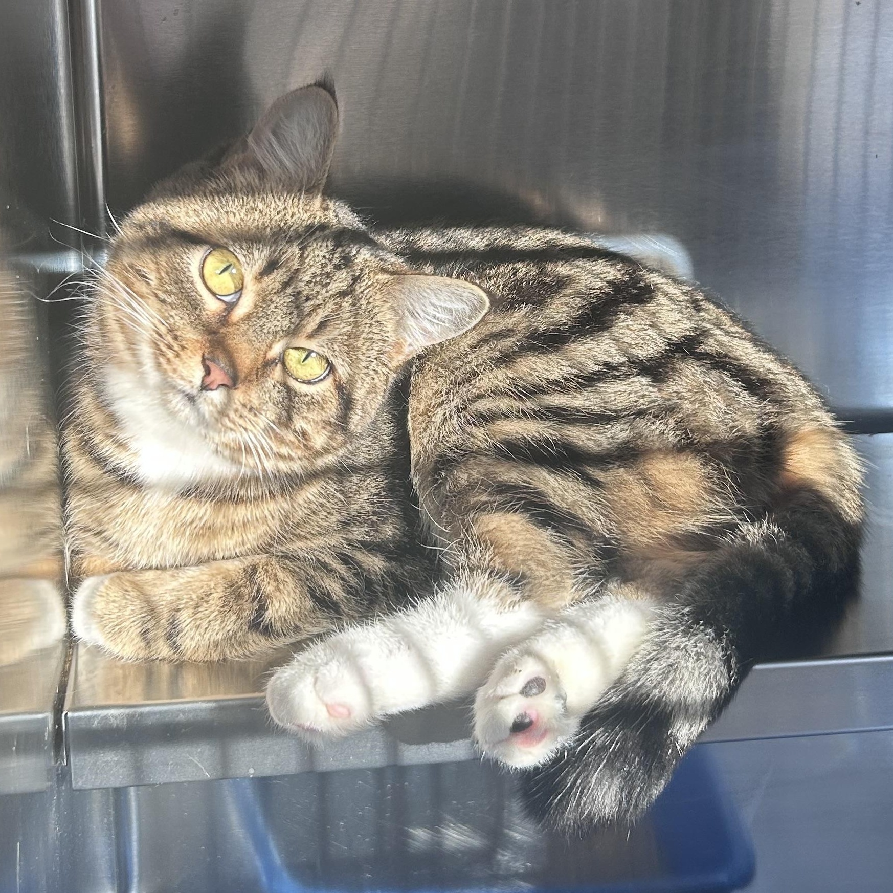 Nutmeg, an adopted Domestic Short Hair in North Haven, CT image 4/5