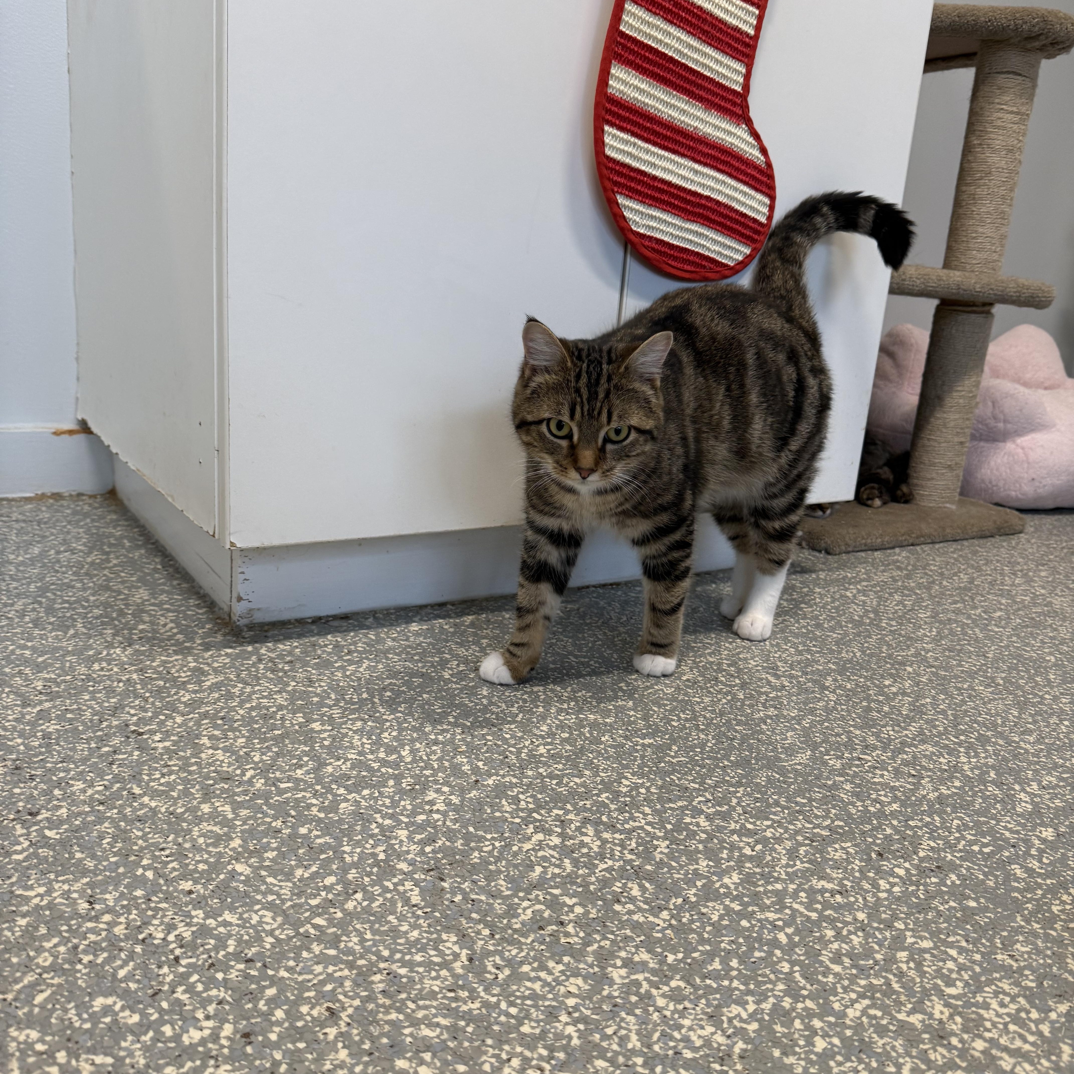 Nutmeg, an adopted Domestic Short Hair in North Haven, CT image 5/5