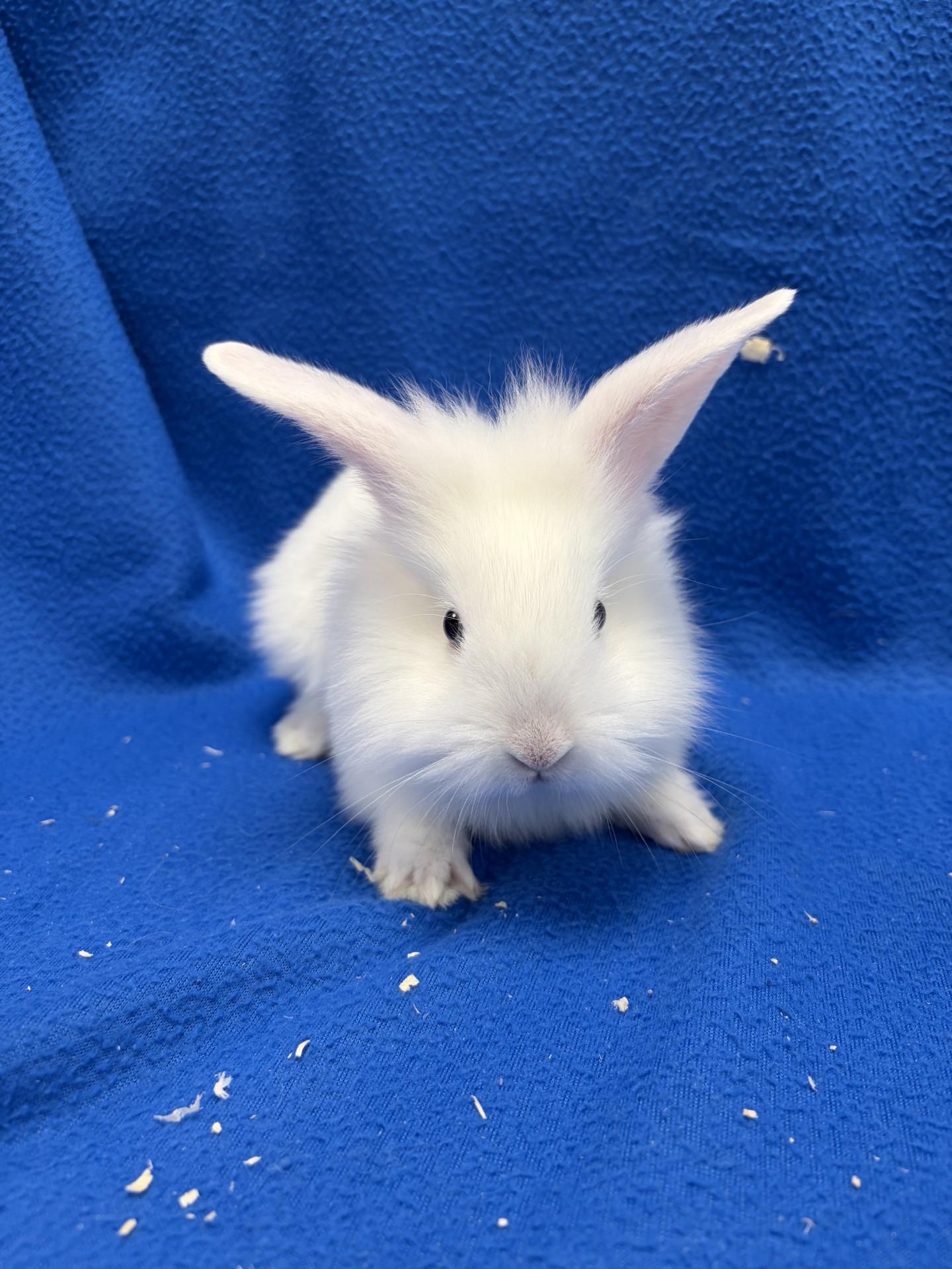 Enlarge Birch, a Adoptable Bunny Rabbit in Mississauga, ON image 2/3