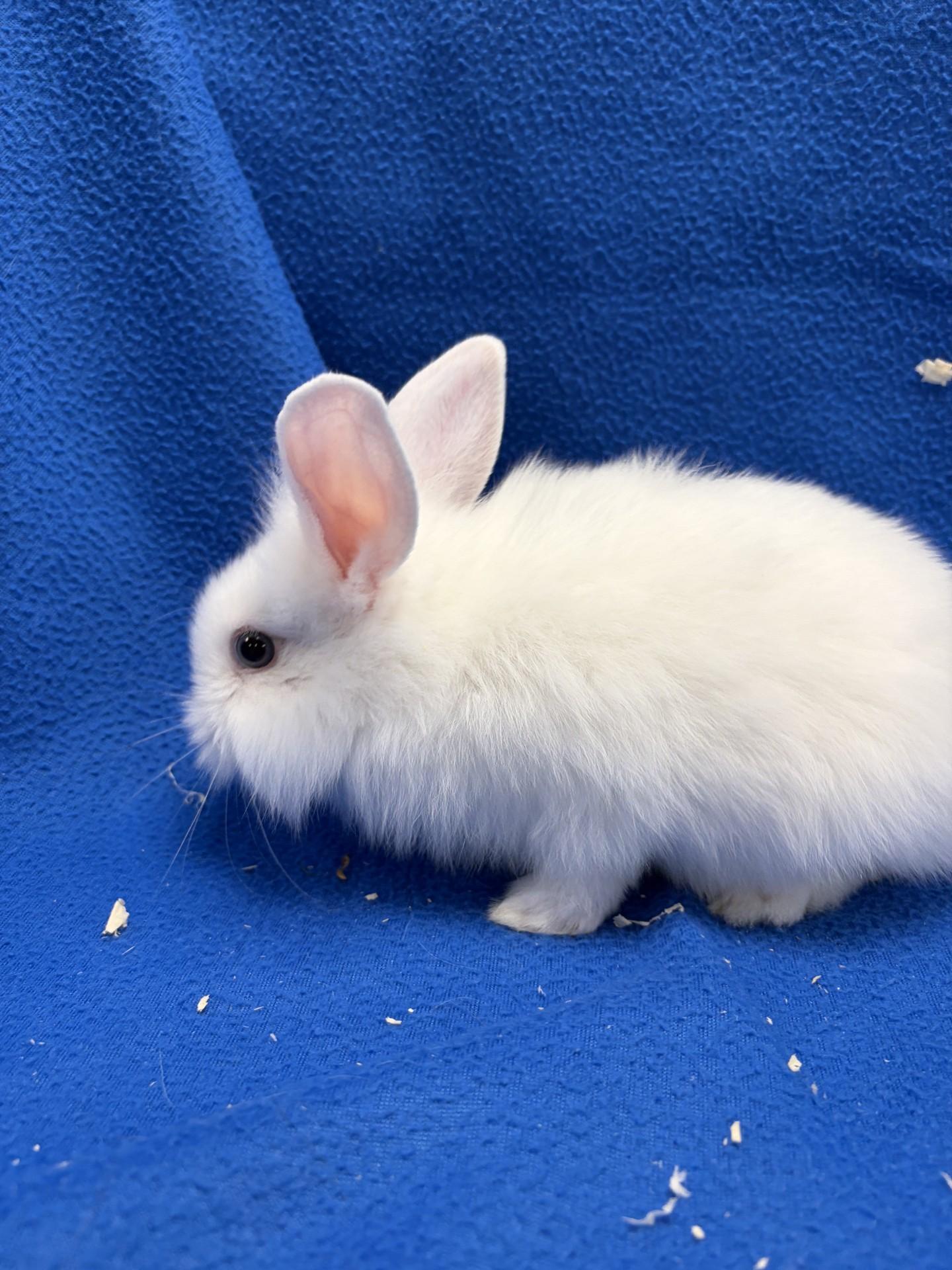 Enlarge Birch, a Adoptable Bunny Rabbit in Mississauga, ON image 3/3