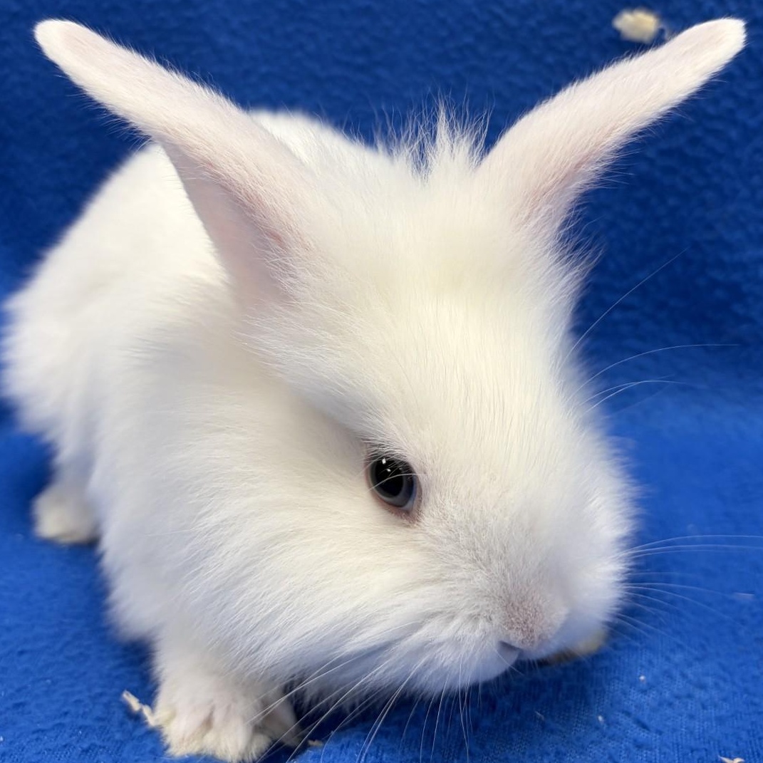Birch, Adoptable, Young Female Bunny Rabbit.