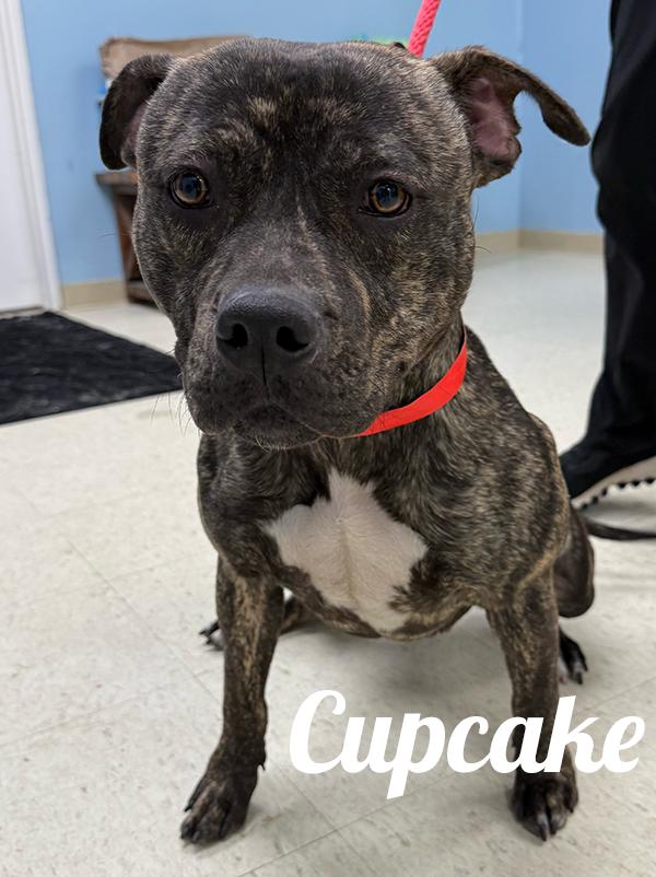 Enlarge Cupcake, a ADOPTABLE mixed breed in Manistee, MI image 2/2