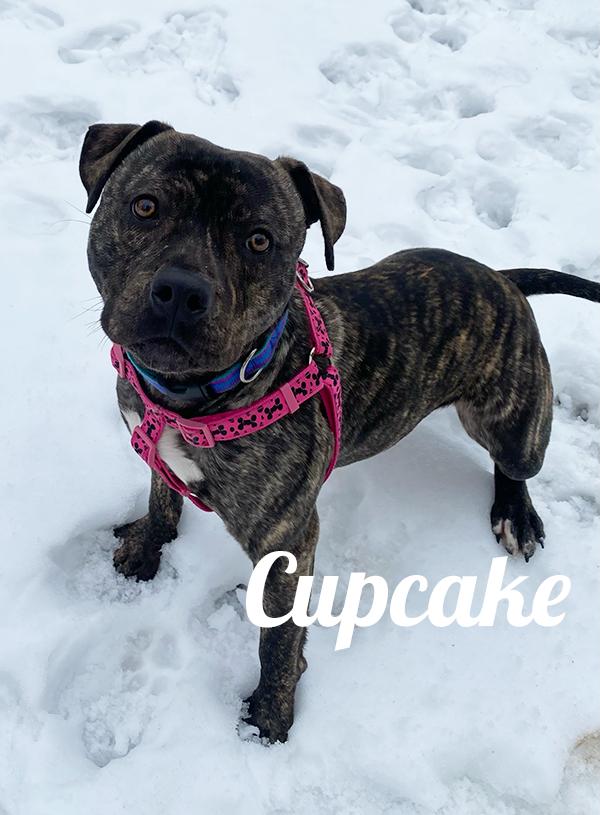 Cupcake, ADOPTABLE, Adult Female Terrier.