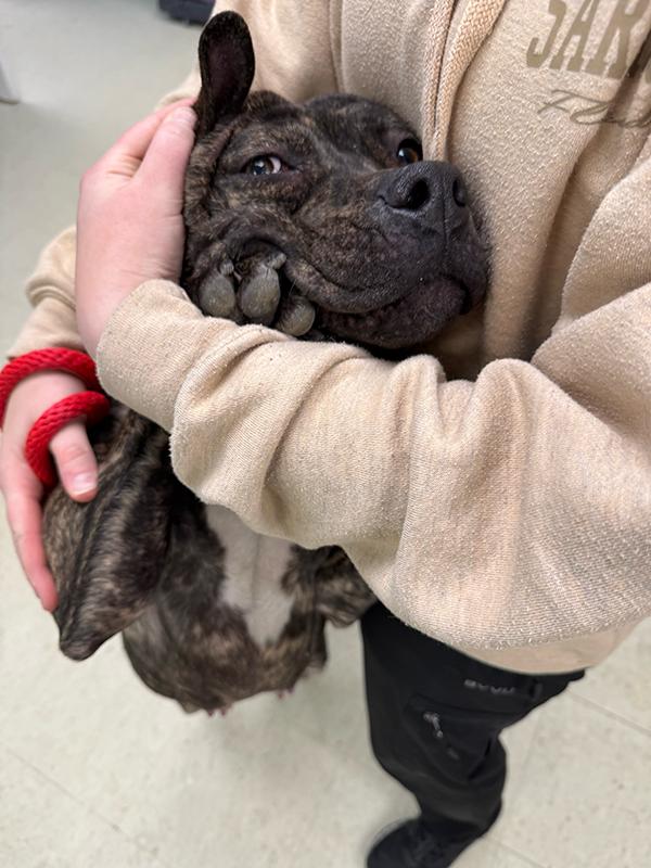 Enlarge Cupcake, a ADOPTABLE mixed breed in Manistee, MI image 1/2