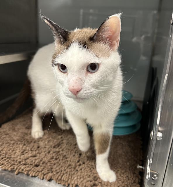 RINGO, Adoptable, Adult Male Siamese.
