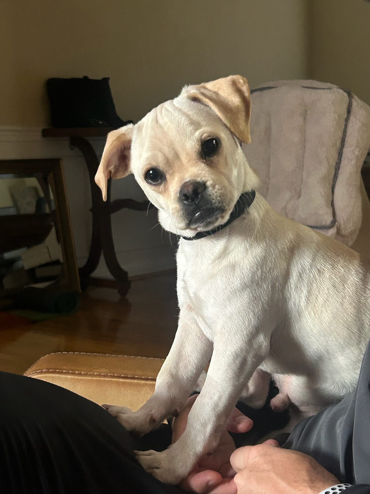 Dog for adoption Casper, a Puggle in Lexington, KY Petfinder