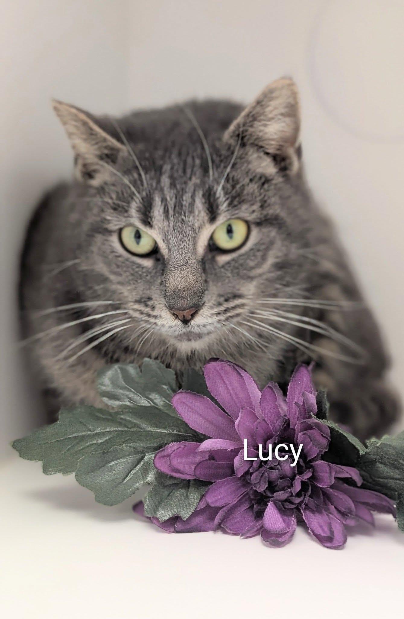 Enlarge Lucy, an adopted Domestic Short Hair in Flint, MI image 1/1