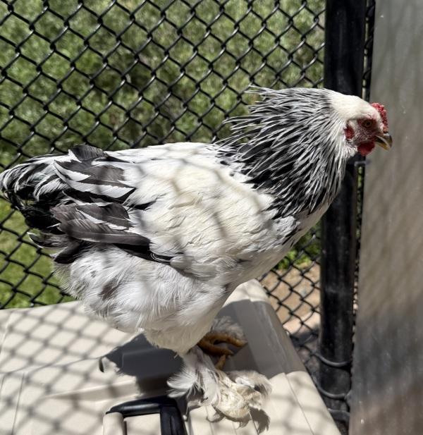 Hei Hei, Adoptable, Young Male Chicken.