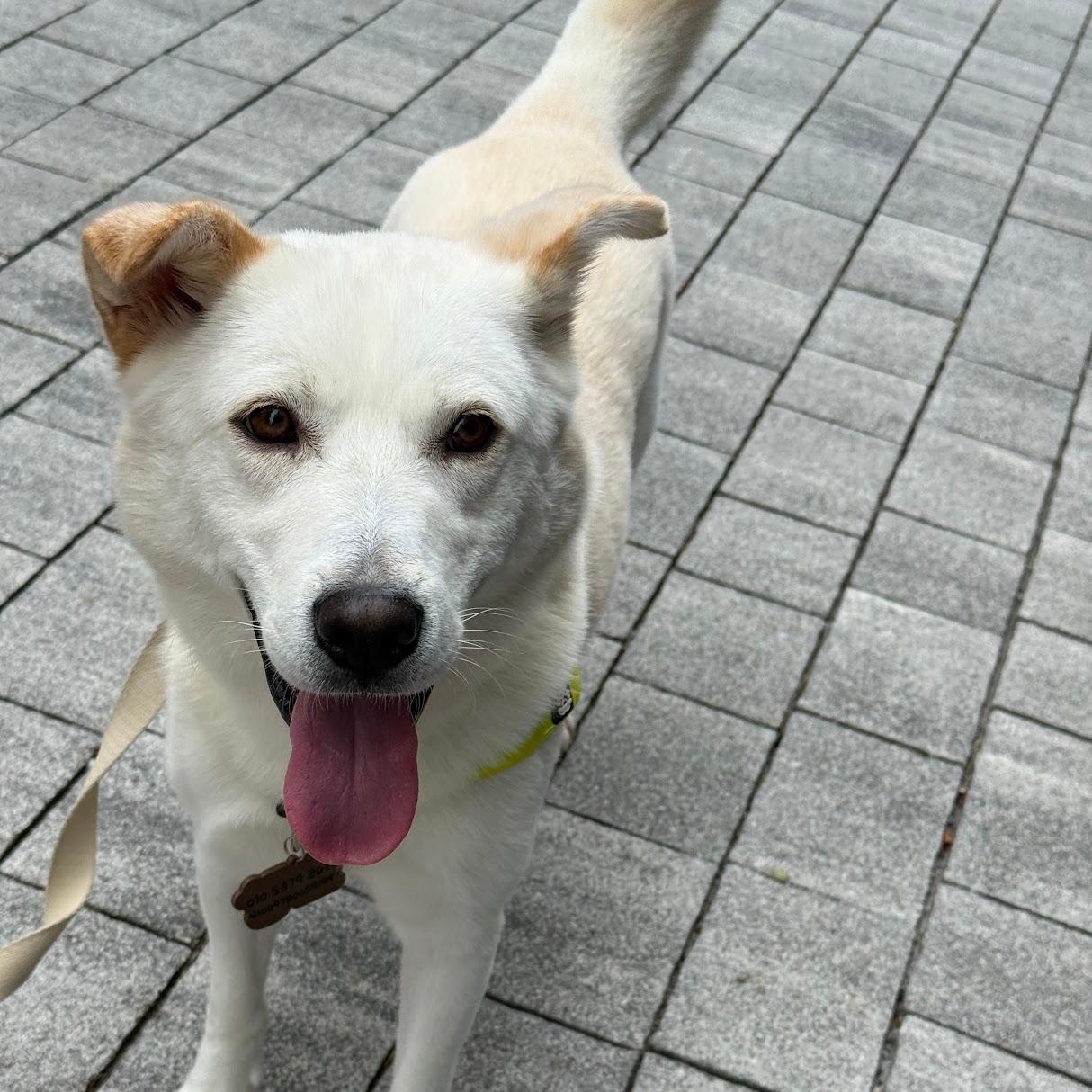 Enlarge Somang, a Adoptable mixed breed in Manchester , NH image 2/6