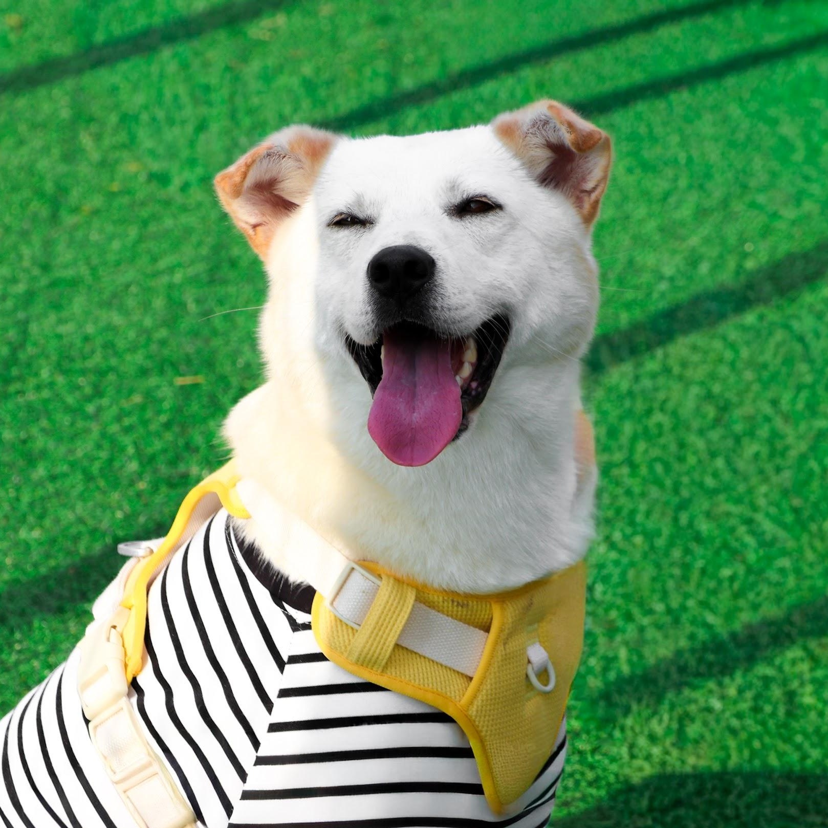 Enlarge Somang, a Adoptable mixed breed in Manchester , NH image 6/6