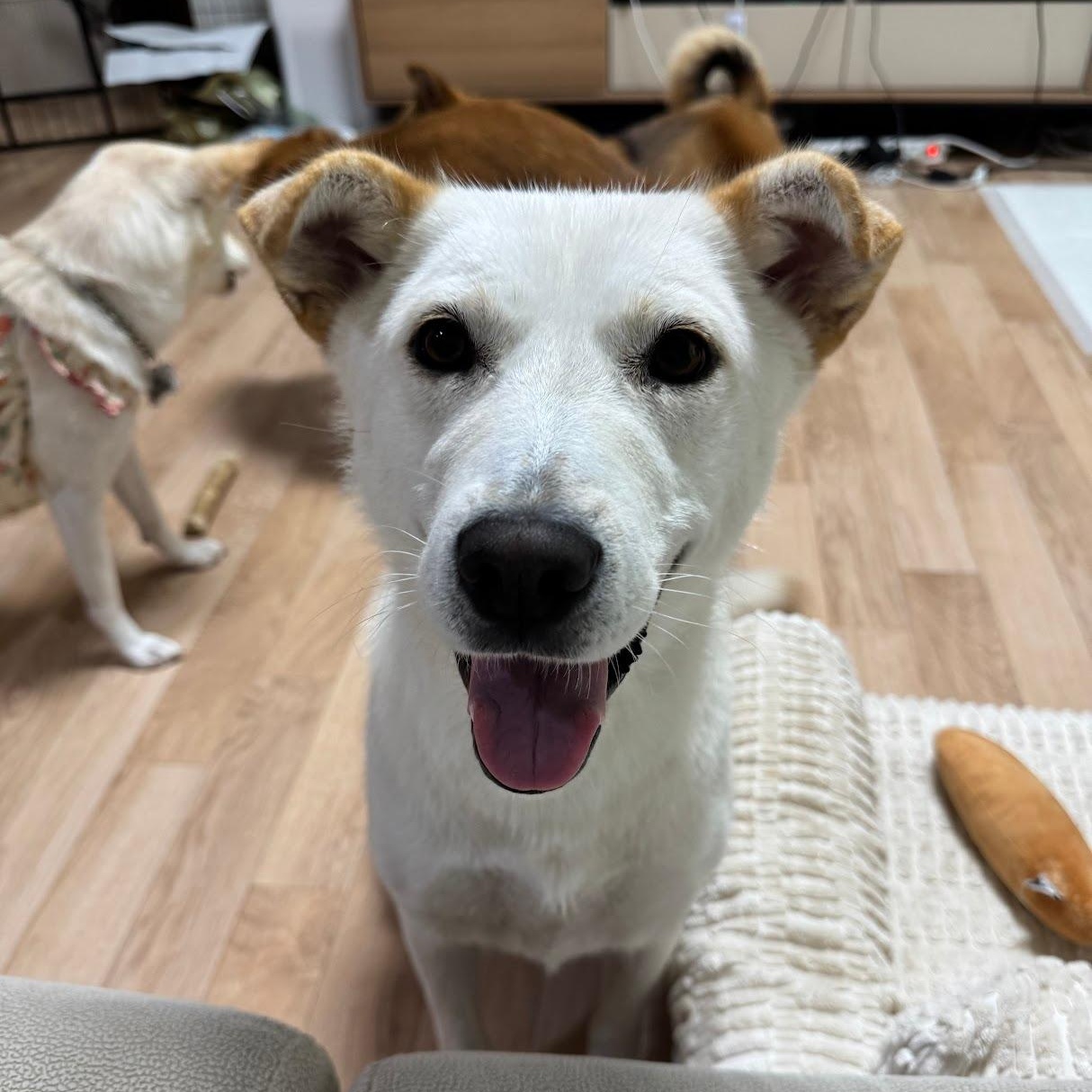 Somang, Adoptable, Young Female Jindo & Japanese Spitz.