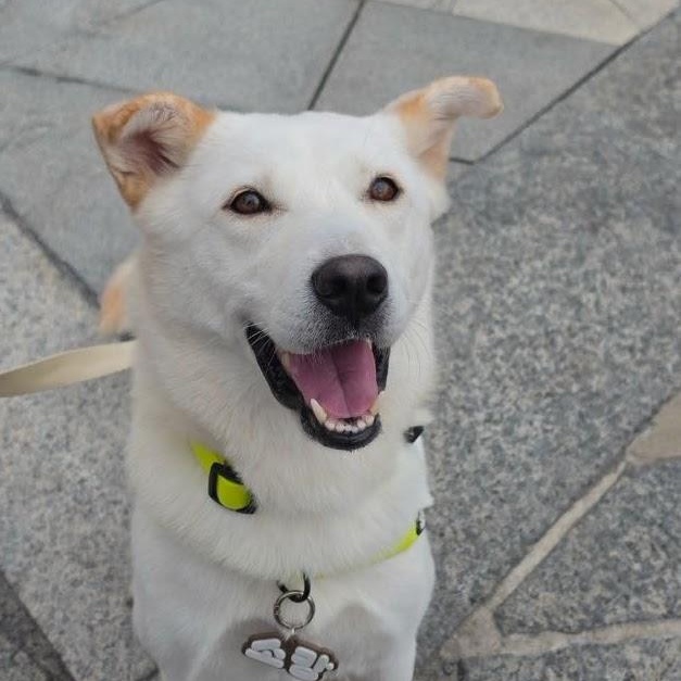 Enlarge Somang, a Adoptable mixed breed in Manchester , NH image 5/6