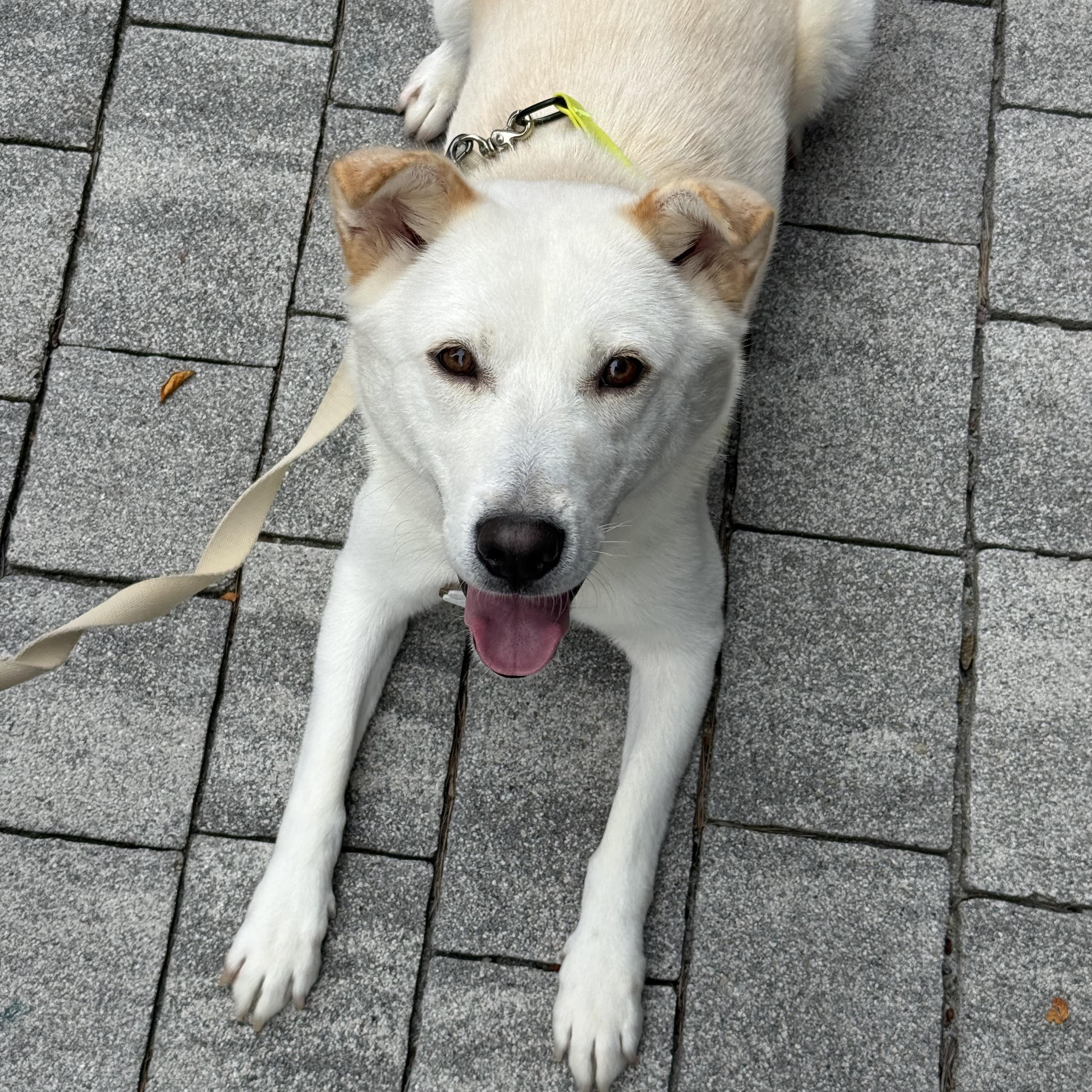 Enlarge Somang, a Adoptable mixed breed in Manchester , NH image 4/6