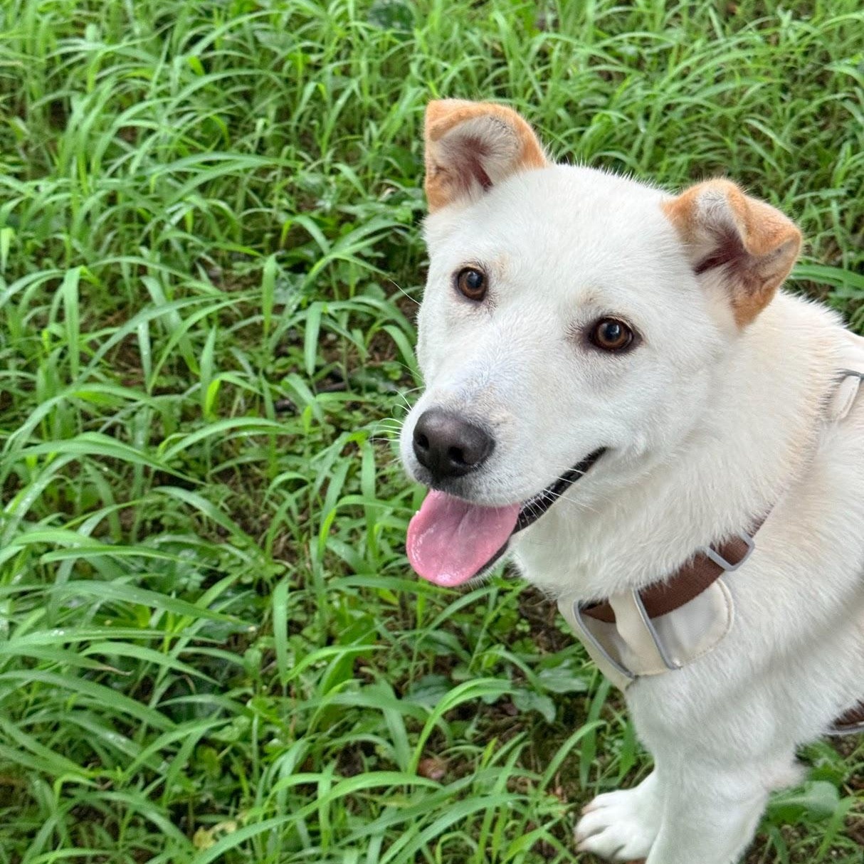 Enlarge Somang, a Adoptable mixed breed in Manchester , NH image 3/6