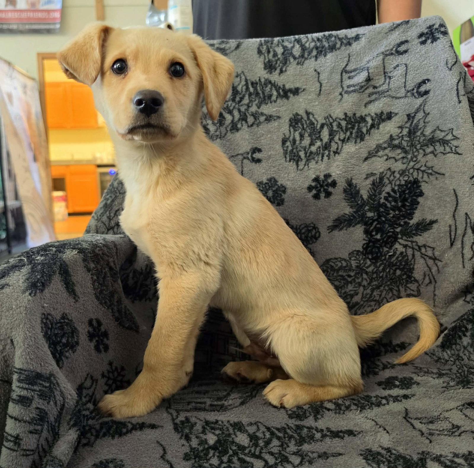 Spark, Adoptable, Puppy Male Labrador Retriever.