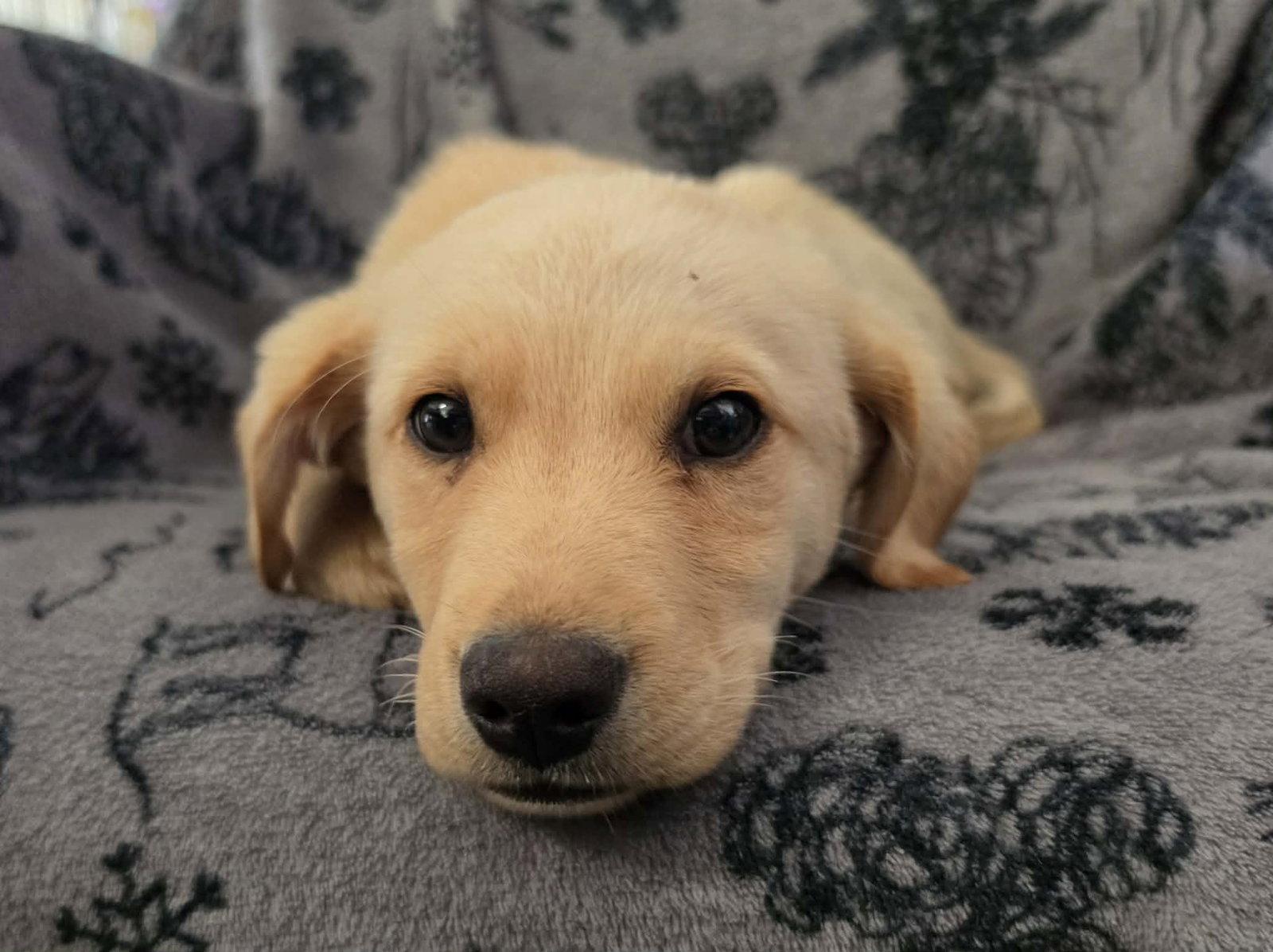 Spark, a Adoptable Labrador Retriever in Anchorage, AK image 2/2