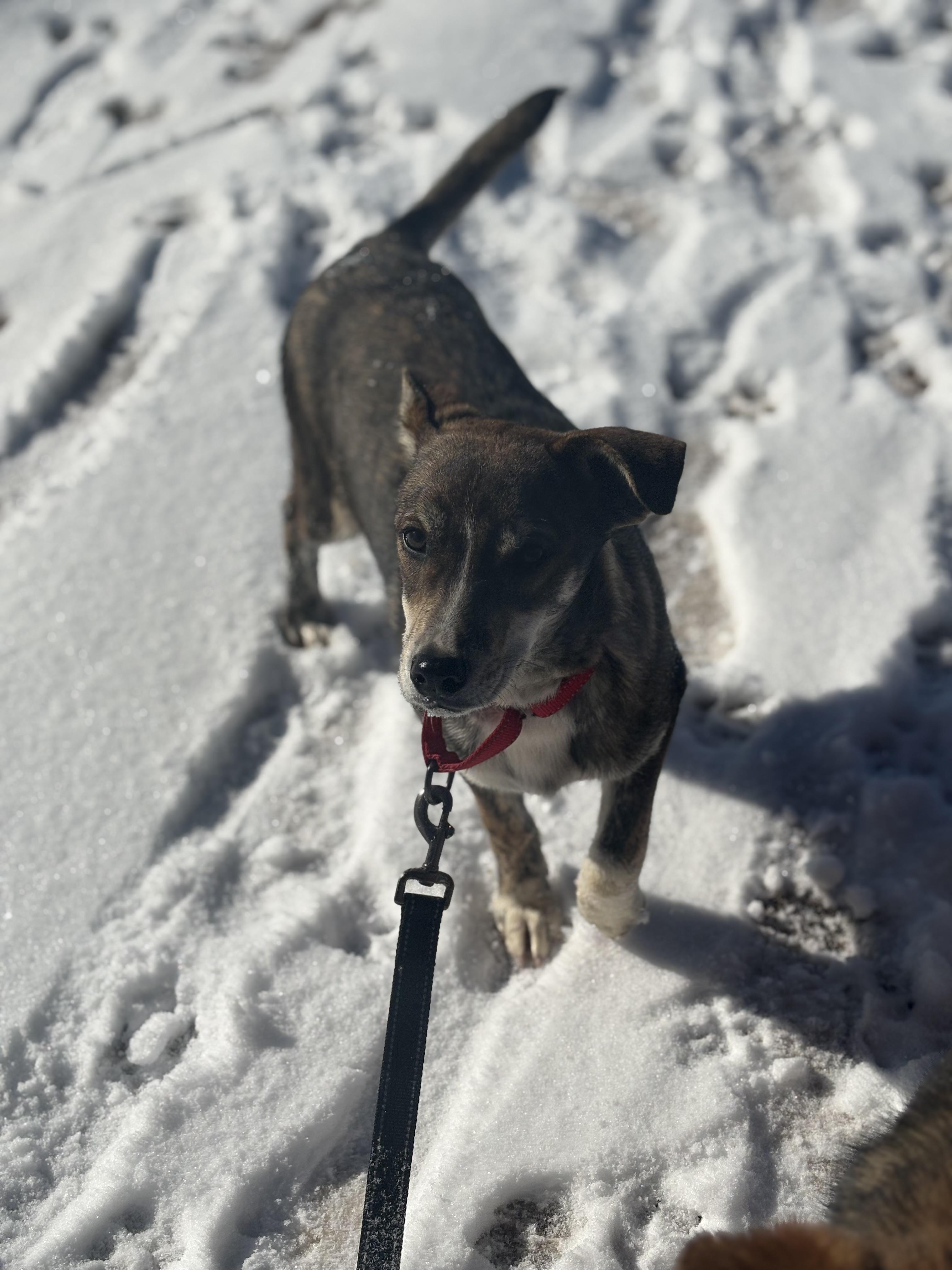 Enlarge Wee Willie, an adopted mixed breed in Navajo, NM image 2/3