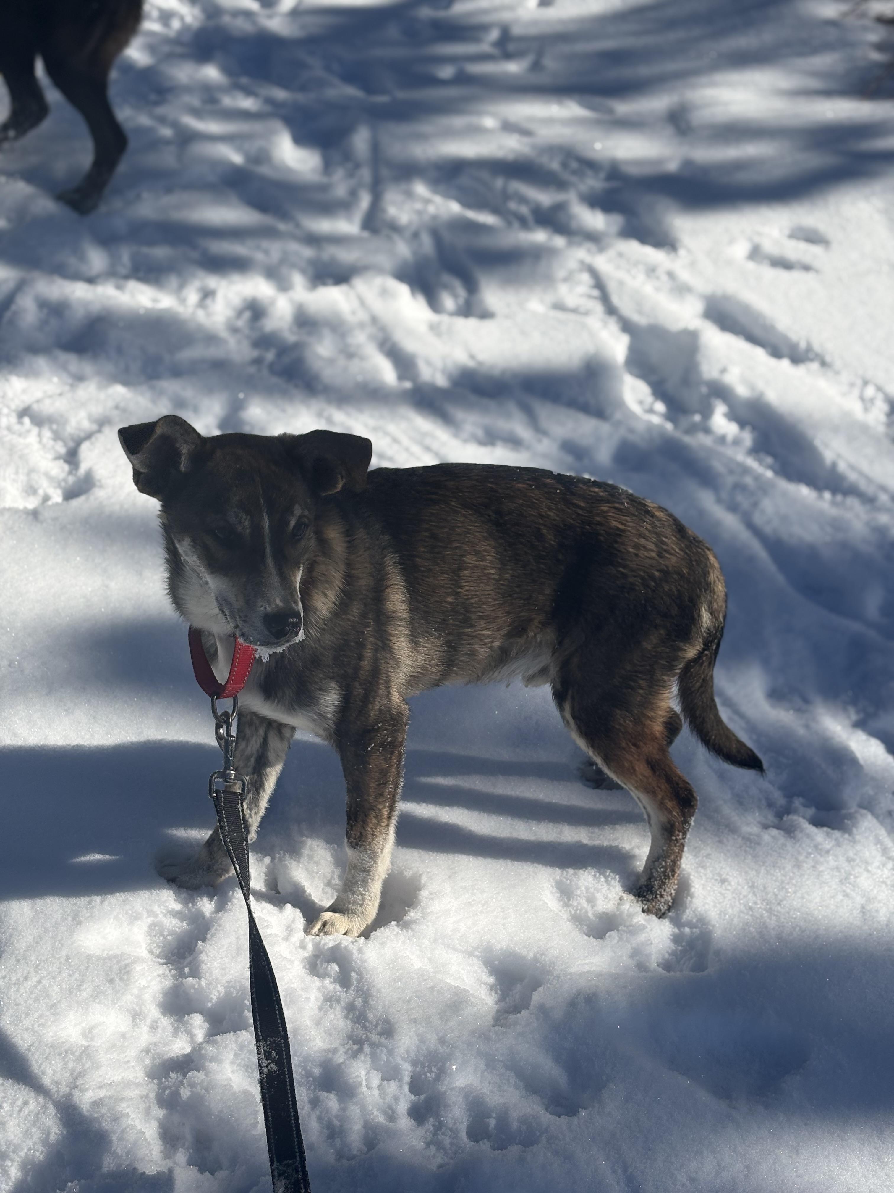 Enlarge Wee Willie, an adopted mixed breed in Navajo, NM image 3/3