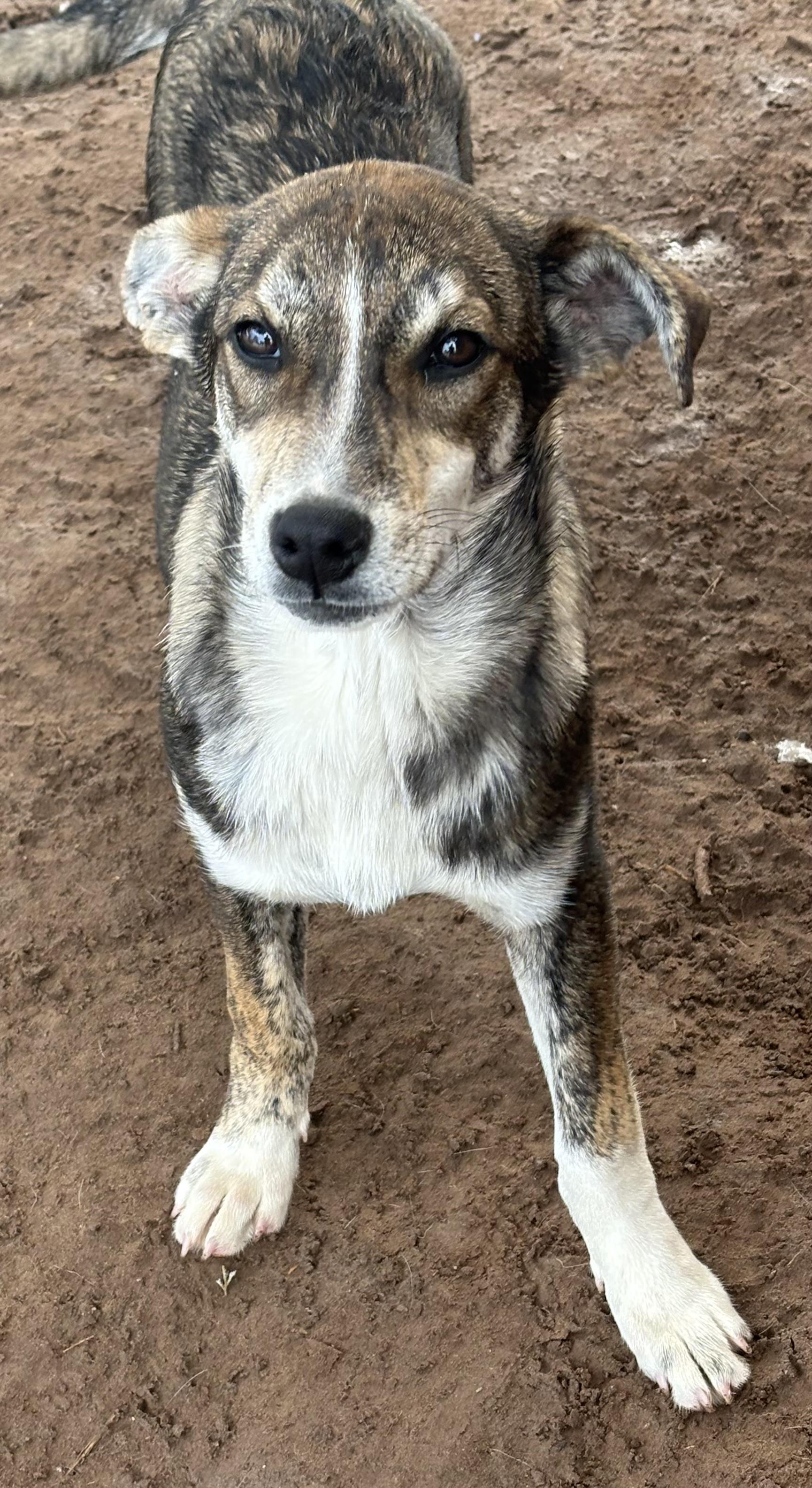 Wee Willie, adopted, Puppy Male Terrier & Australian Cattle Dog / Blue Heeler.