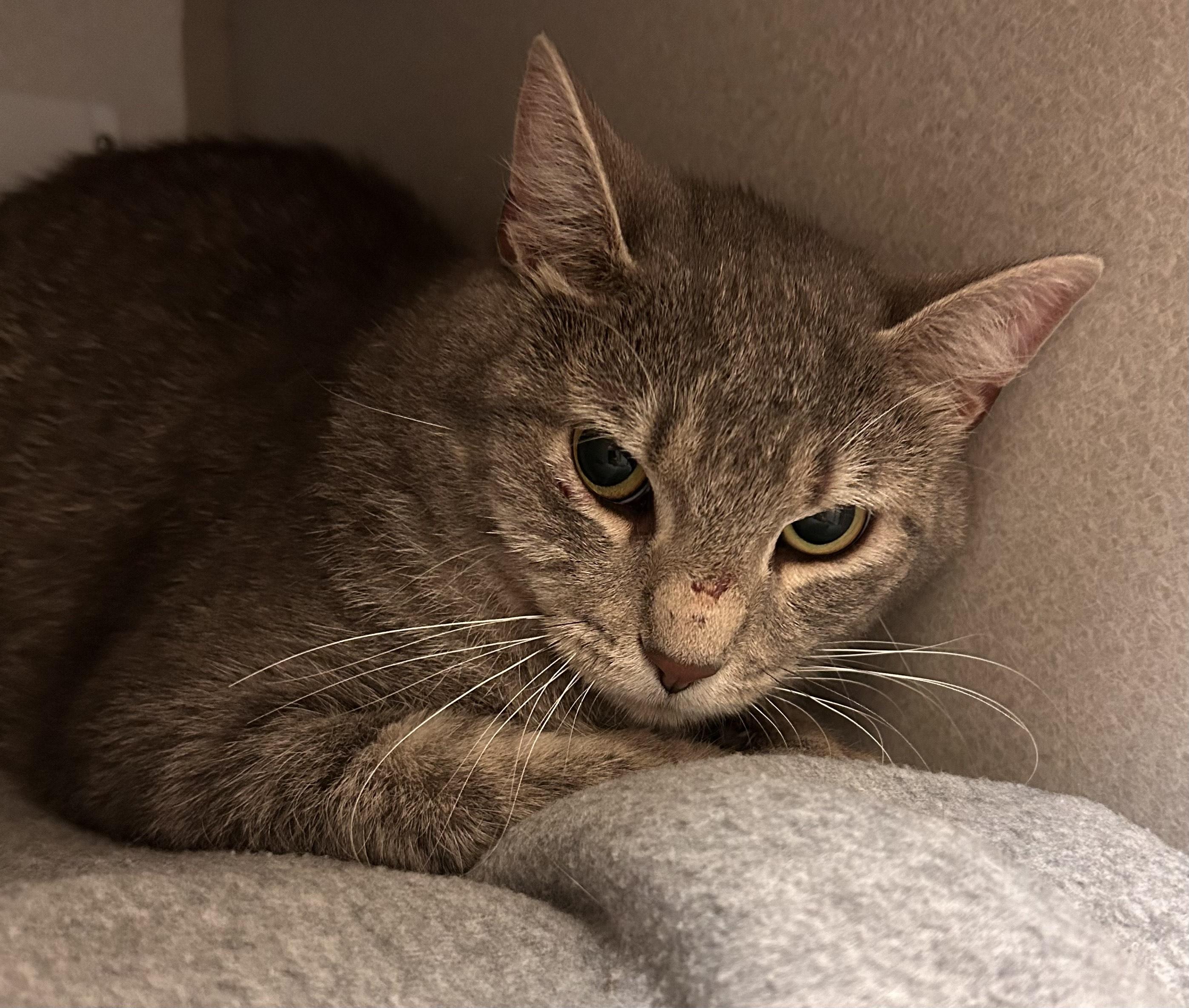The Rock, Adult Male Domestic Short Hair