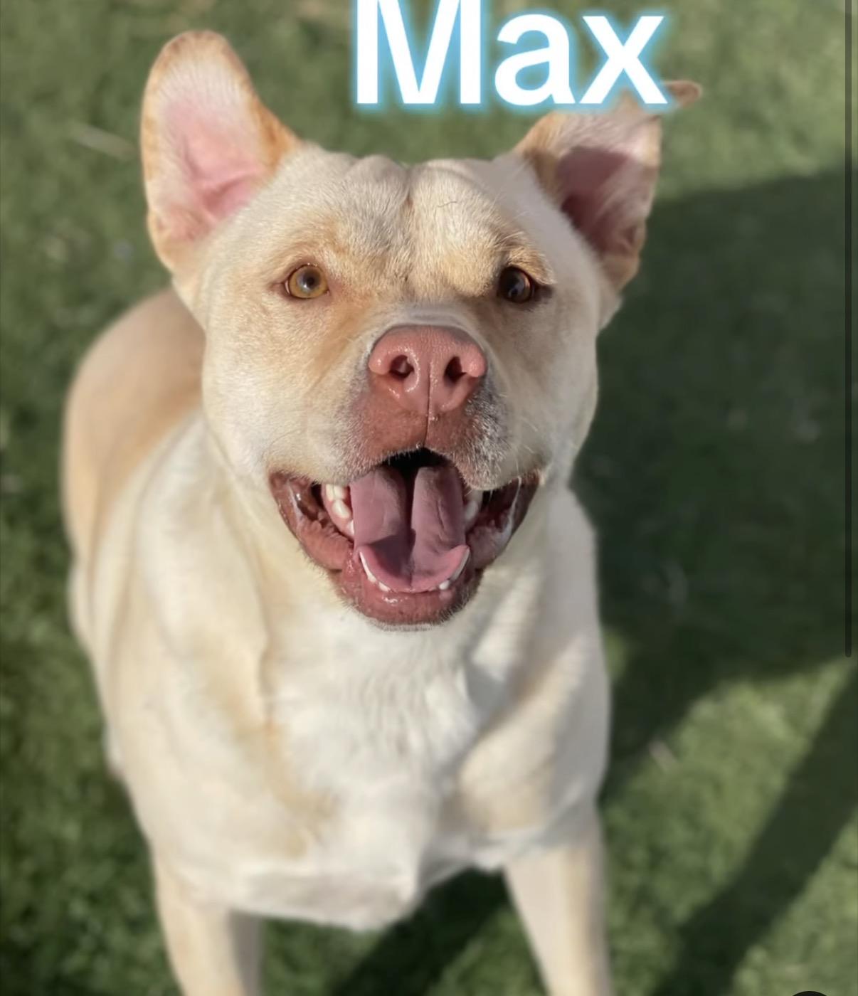 Max, an adopted Labrador Retriever in Albemarle, NC image 2/2