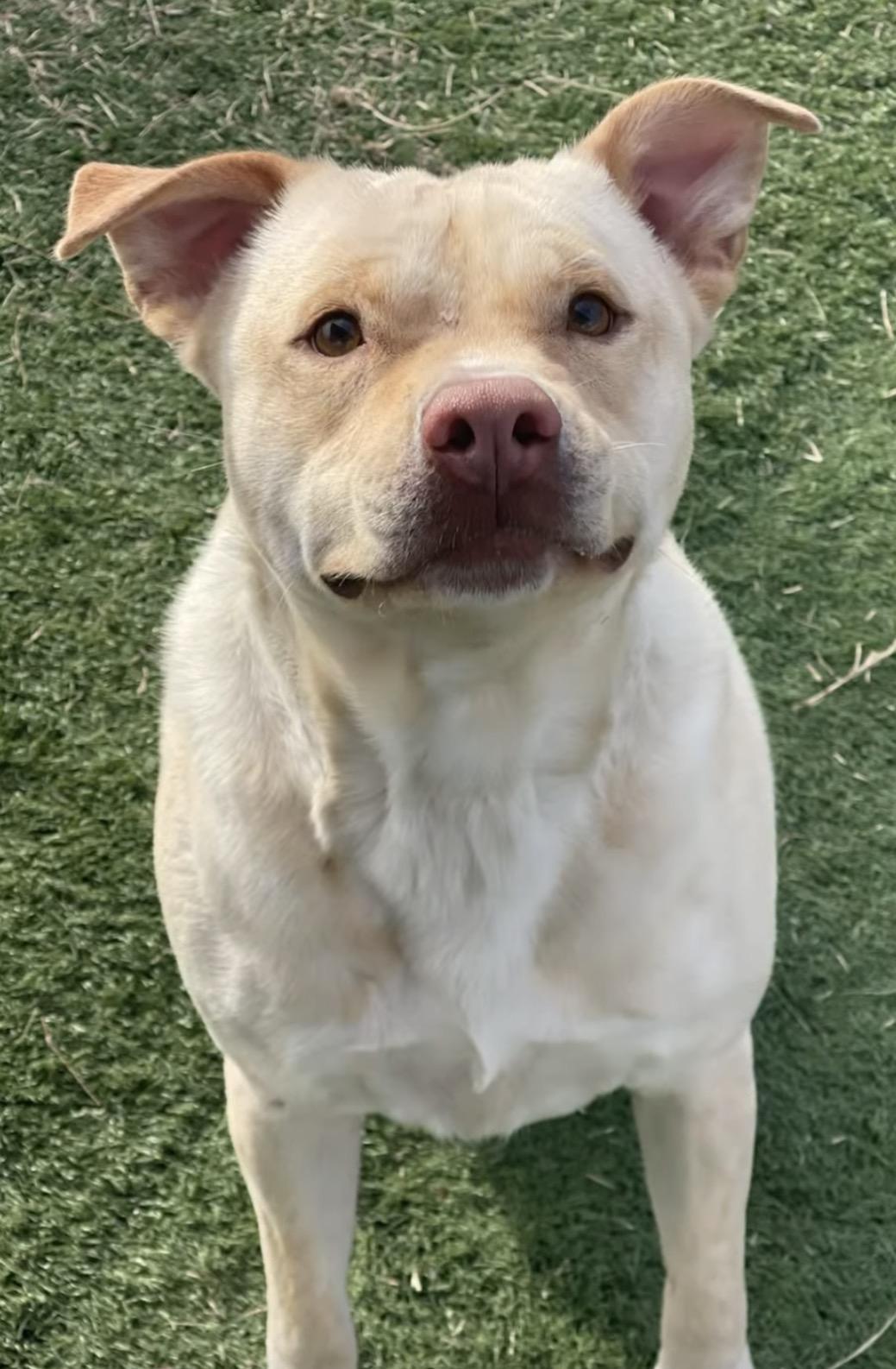 Max, adopted, Adult Male Labrador Retriever.