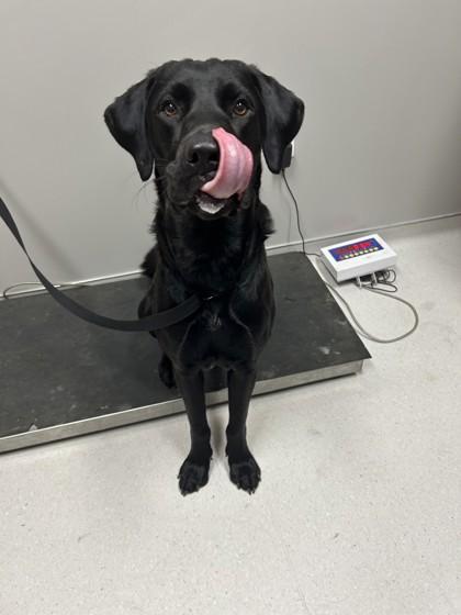 Enlarge Townsend, a ADOPTABLE Mixed Breed in Missoula, MT image 1/1
