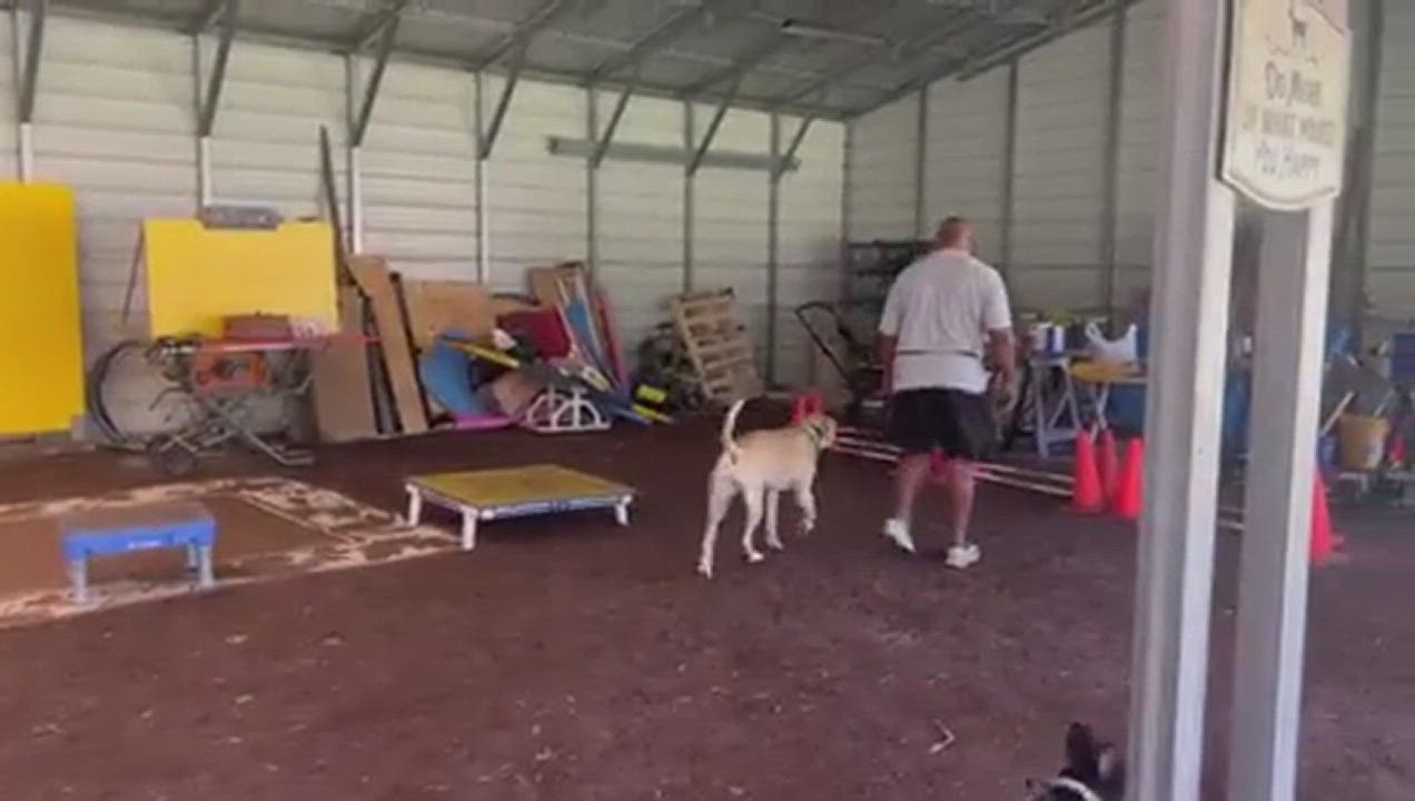 Enlarge FL - Lucy/Palm Coast, a Adopted Bullmastiff in Miami, FL video 6/11