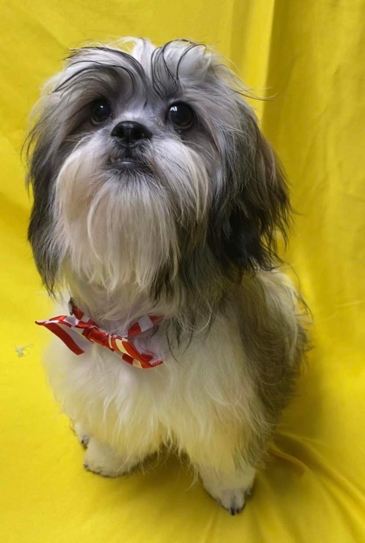 Luke, Adopted, Puppy Male Shih Tzu.