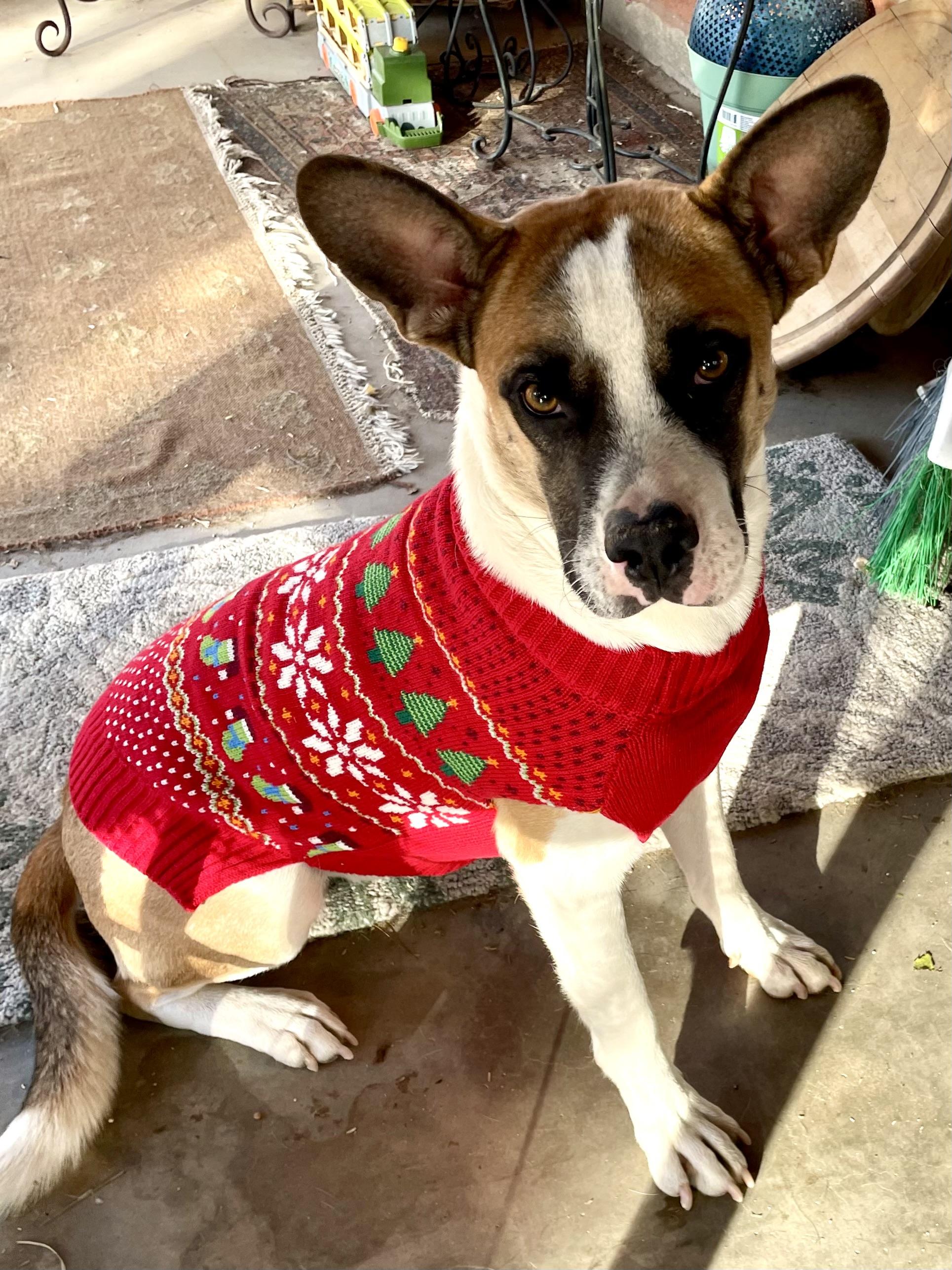 Enlarge Corky, a Adoptable mixed breed in Tucson, AZ image 4/6