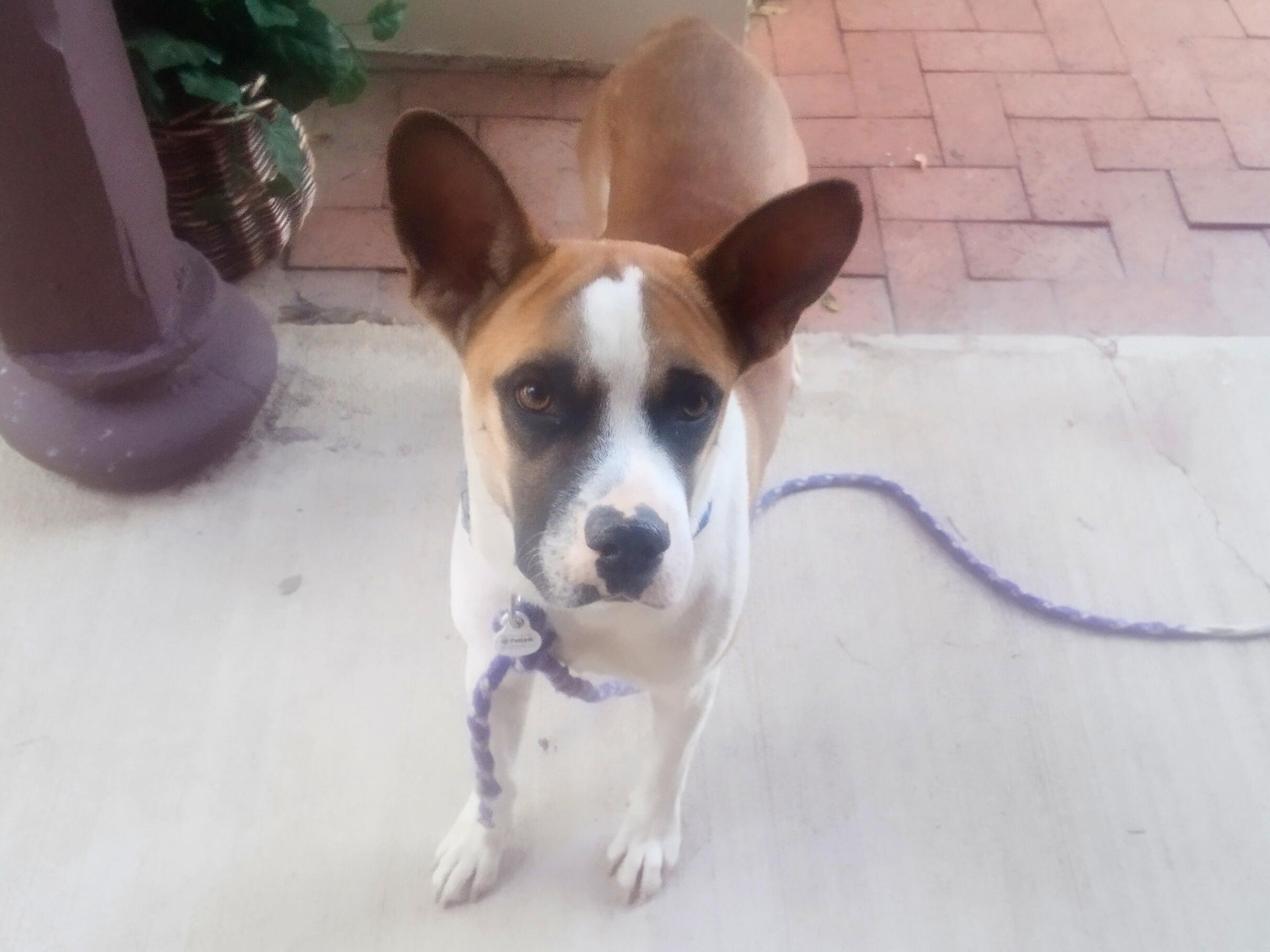 Enlarge Corky, a Adoptable mixed breed in Tucson, AZ image 2/6