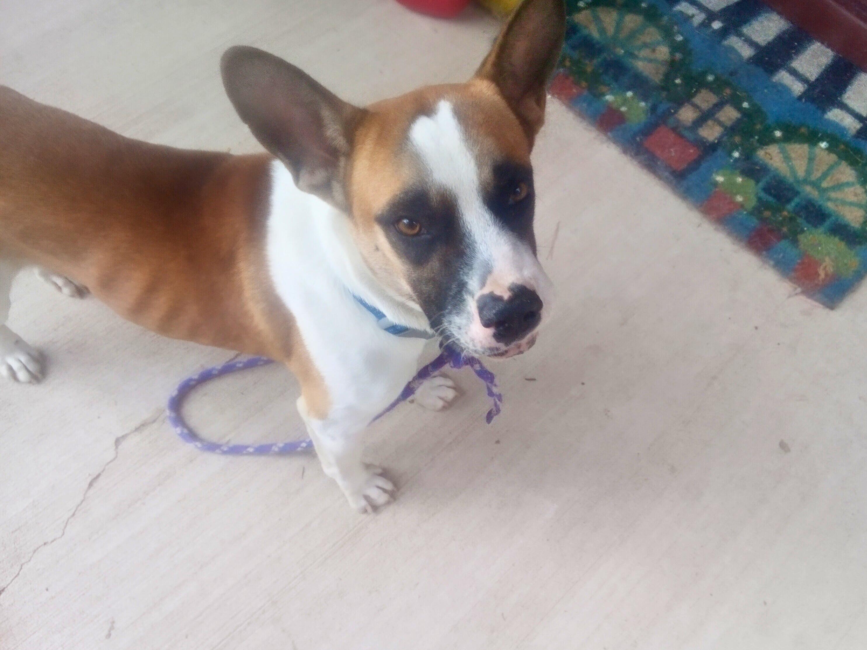 Corky, Adoptable, Adult Male Cardigan Welsh Corgi & Basenji.