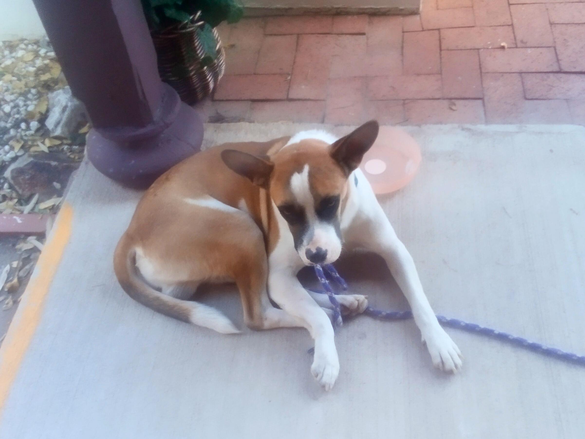 Enlarge Corky, a Adoptable mixed breed in Tucson, AZ image 6/6