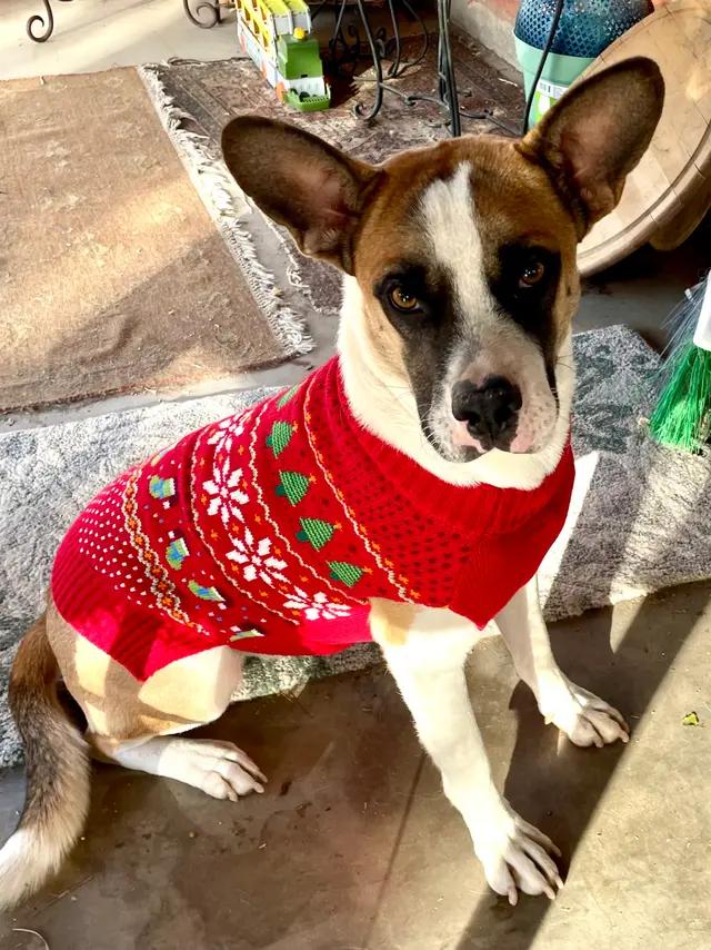 Enlarge Corky, a Adoptable mixed breed in Tucson, AZ image 1/4