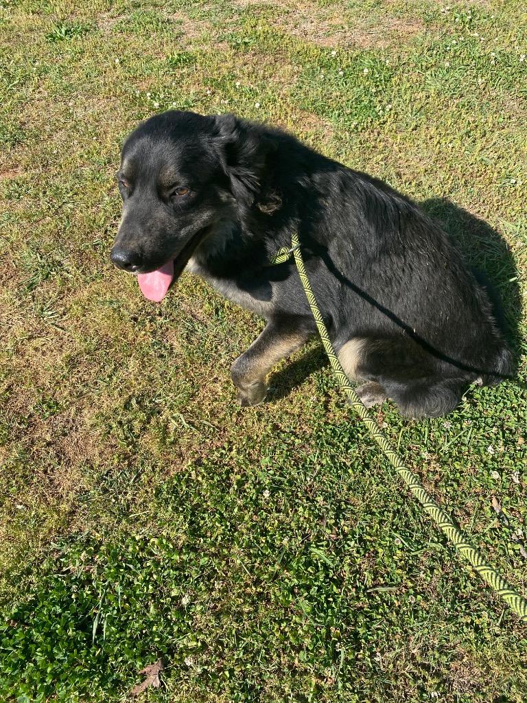 Remy, Adoptable, Young Male Mixed Breed.