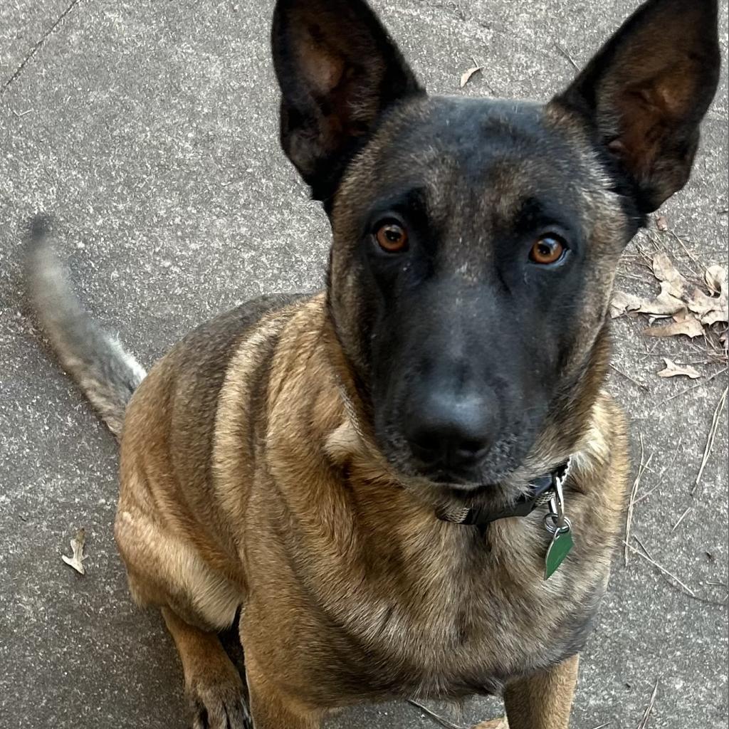 Shep photo 3