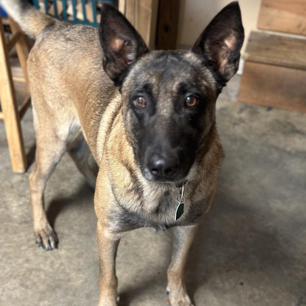 Shep, Adult Male Belgian Shepherd / Malinois