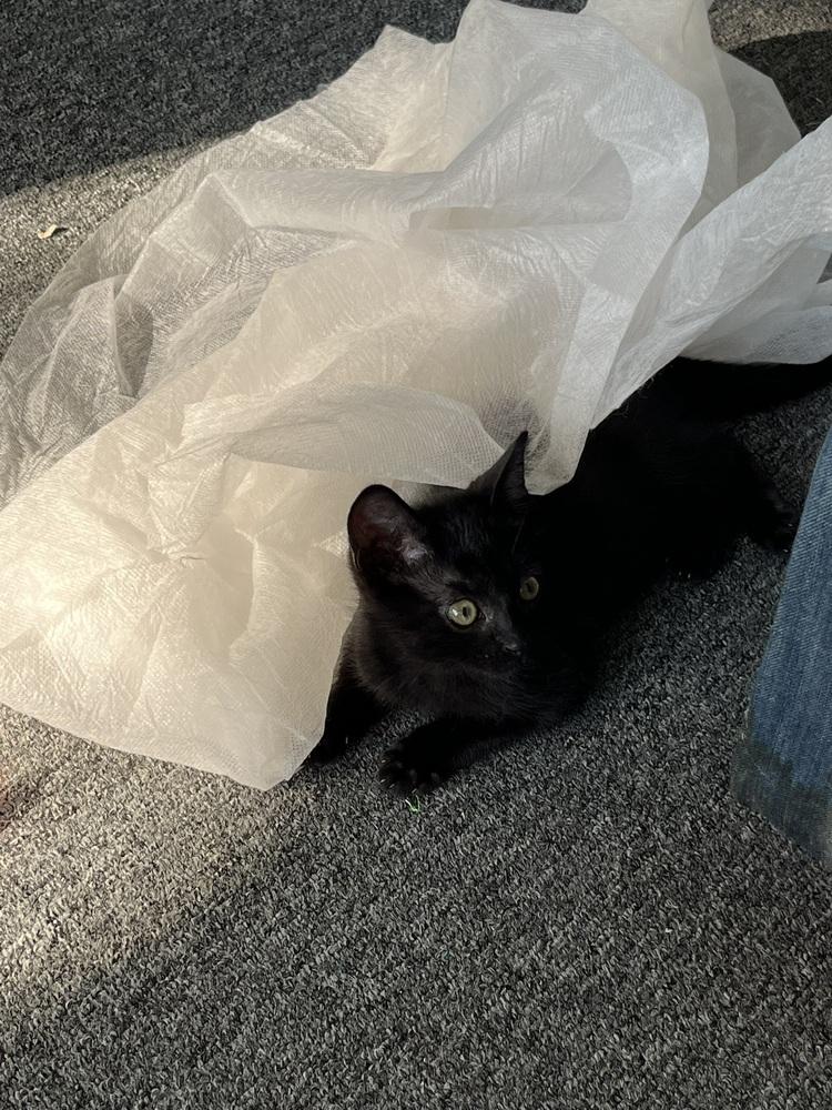 Floe, Adoptable, Kitten Female Domestic Short Hair.