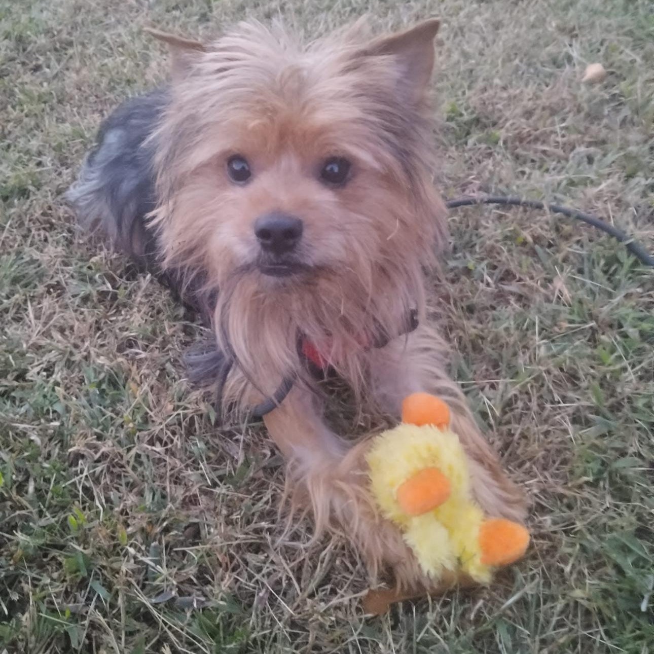 Enlarge 6908 Bentley, a Adoptable Yorkshire Terrier in Springfield, MO image 1/1