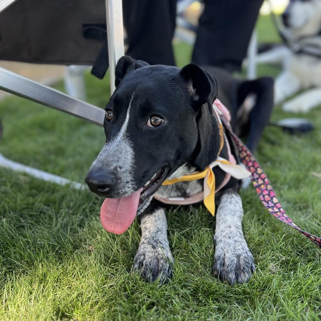 Enlarge *** Uma, a Adoptable Pointer in Oceanside, CA image 2/2