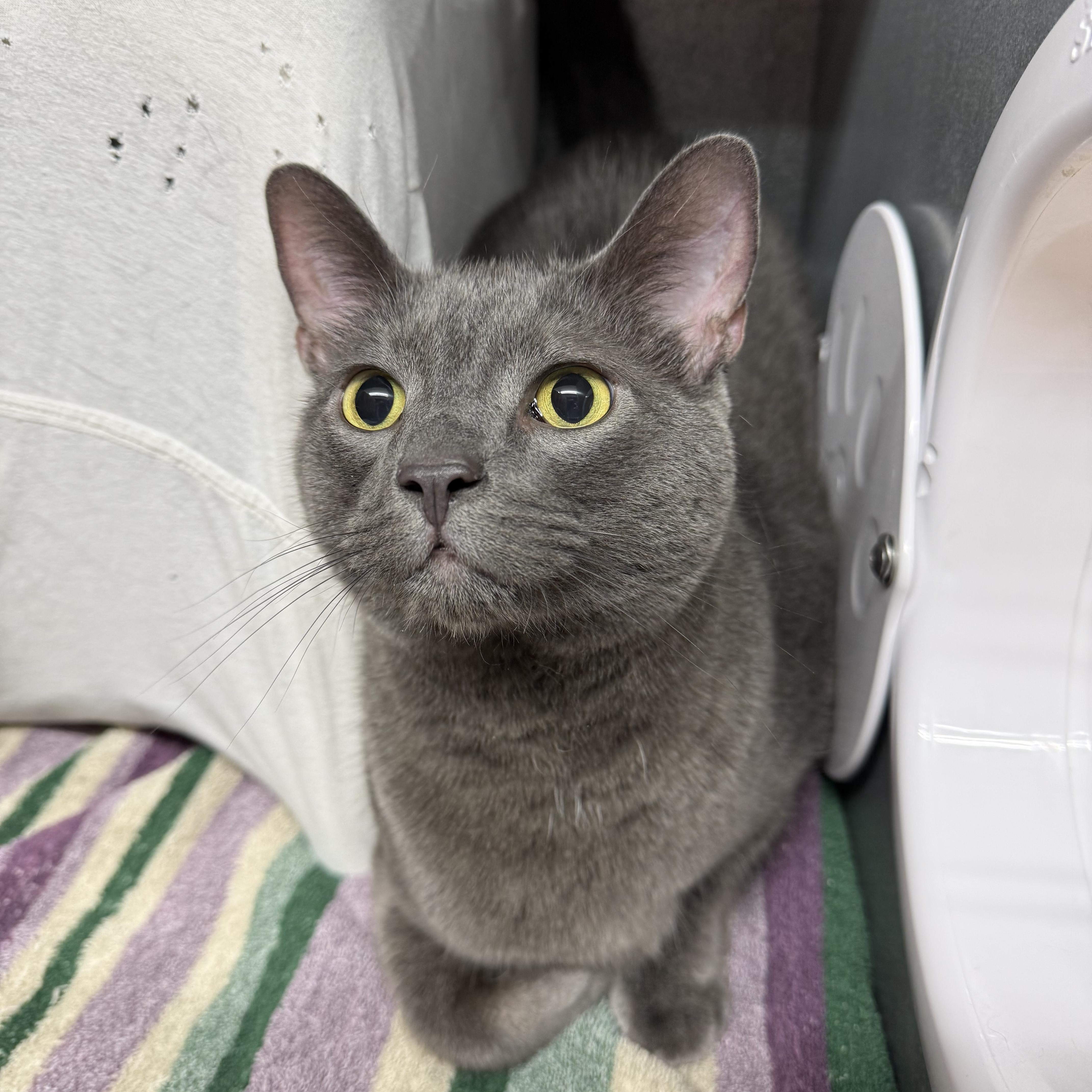 Buzz, adoptable, Adult Male Domestic Short Hair.