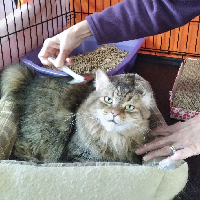 Roxy, Adopted, Adult Female Domestic Medium Hair.