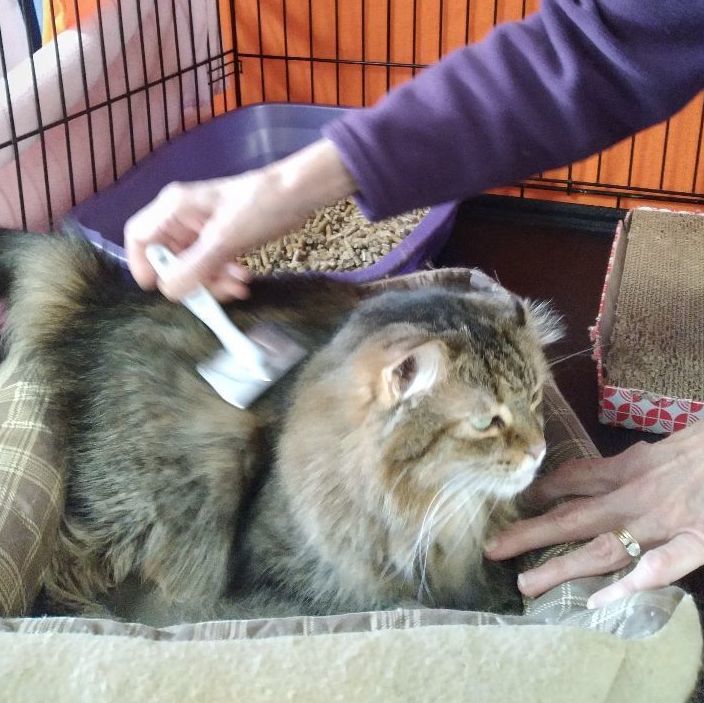 Roxy, a Adopted Domestic Medium Hair in Charlestown, NH image 2/3