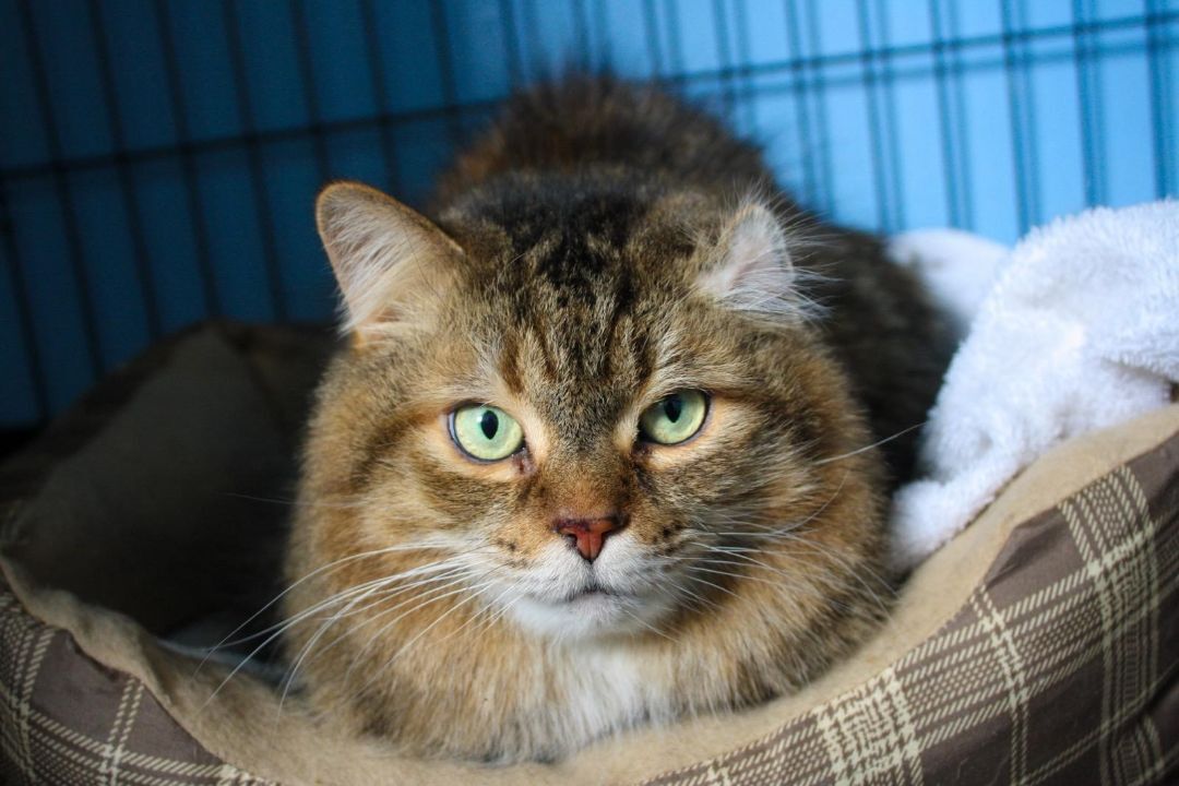 Roxy, a Adopted Domestic Medium Hair in Charlestown, NH image 3/3